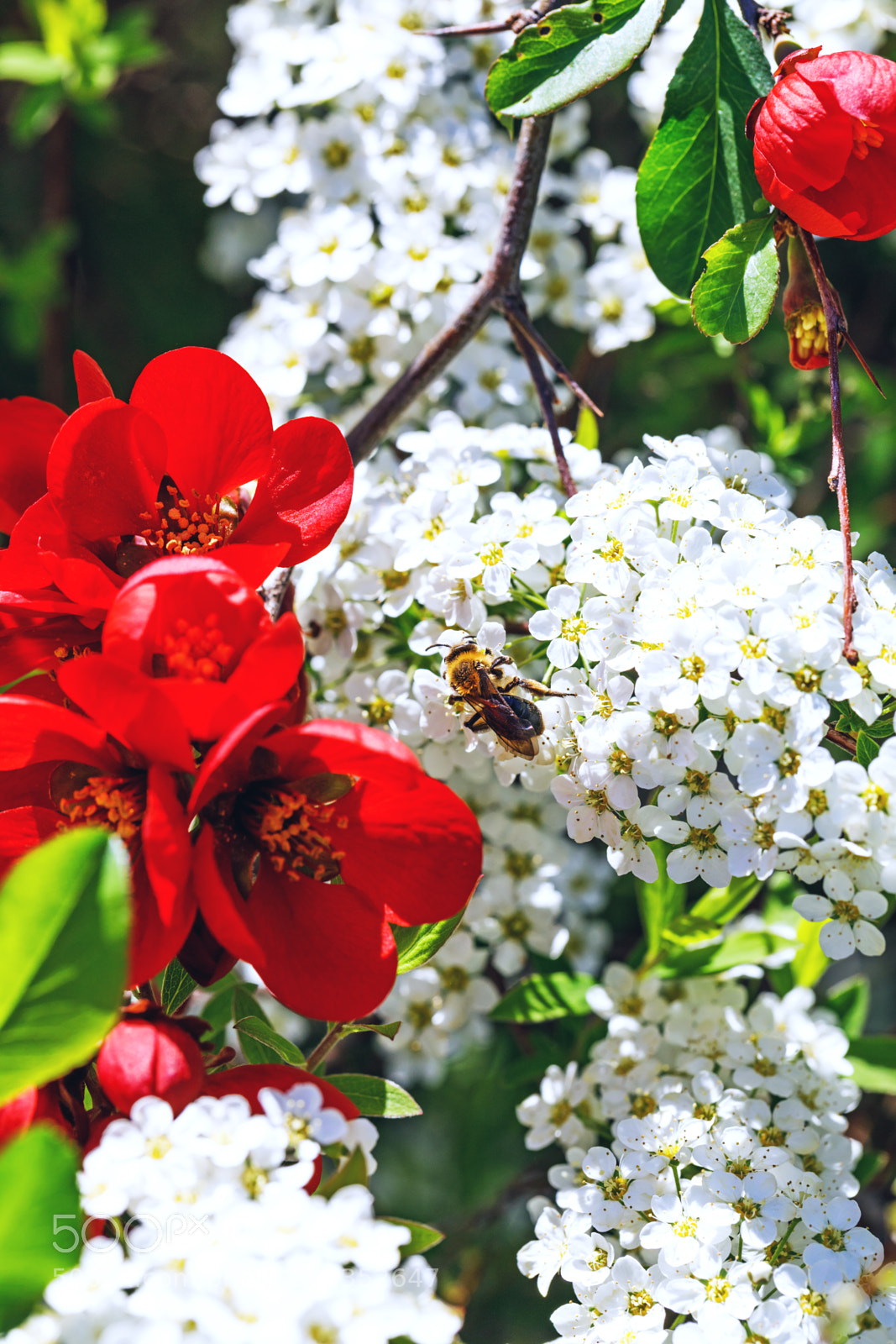Canon EOS 5D Mark IV sample photo. Bee on flowers of photography