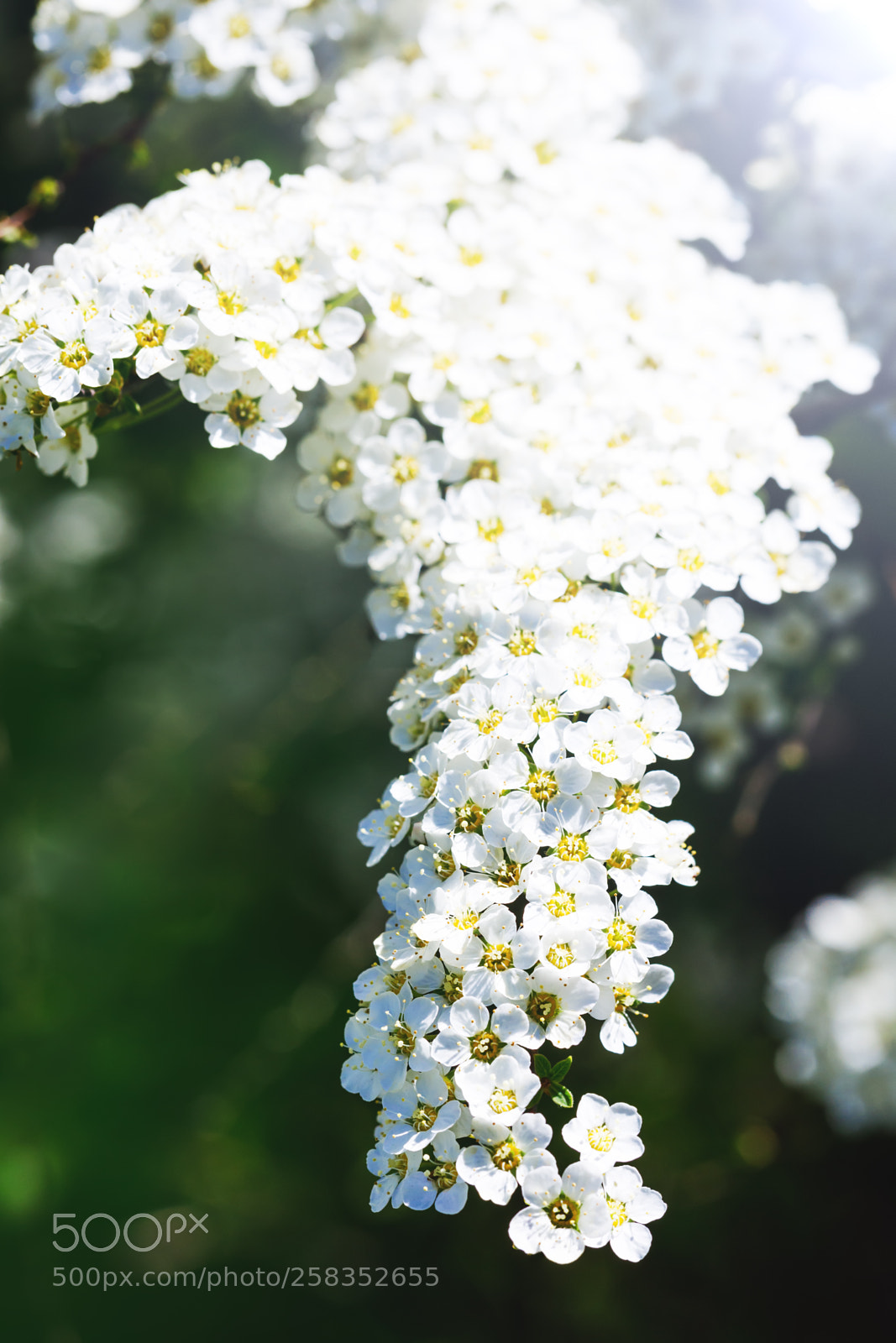 Canon EOS 5D Mark IV sample photo. Spiraea cinerea. white alyssum photography