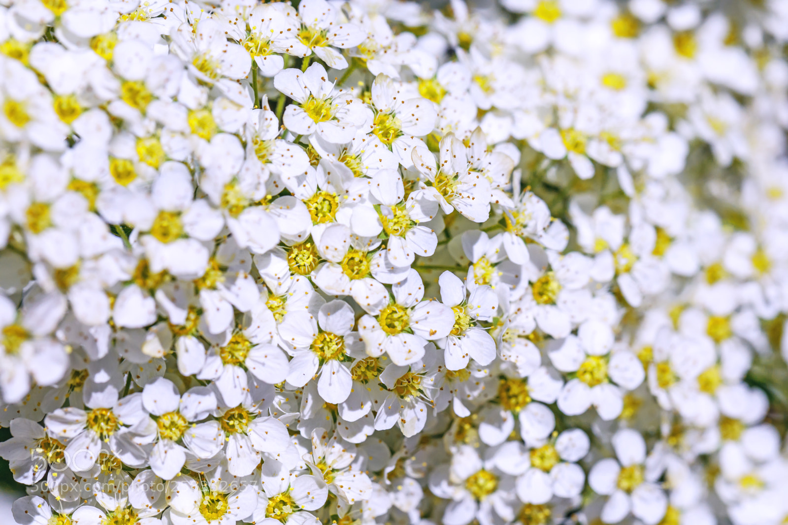 Canon EOS 5D Mark IV sample photo. Blooms of the spiraea photography