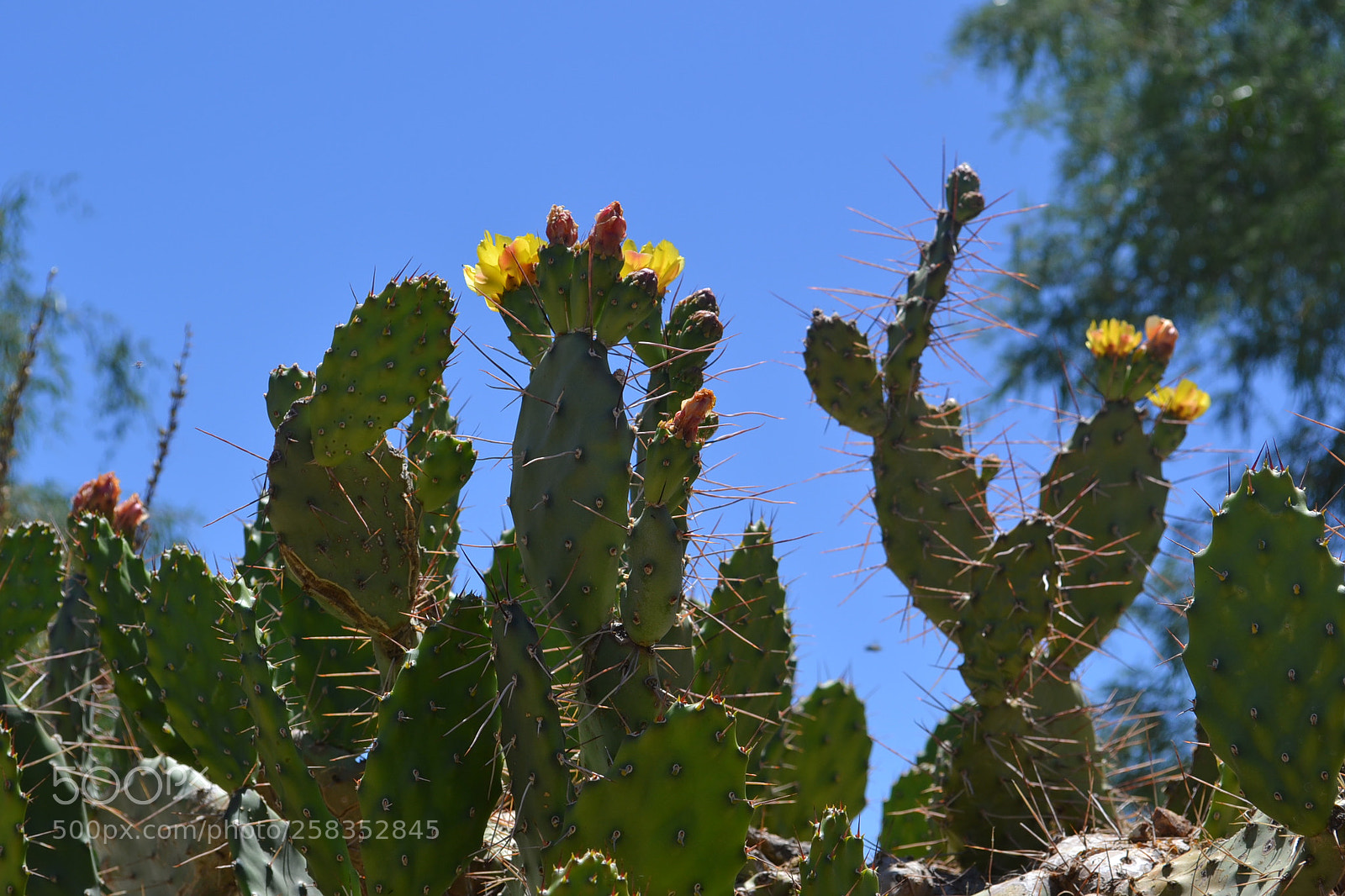 Nikon D3100 sample photo. Cacti photography