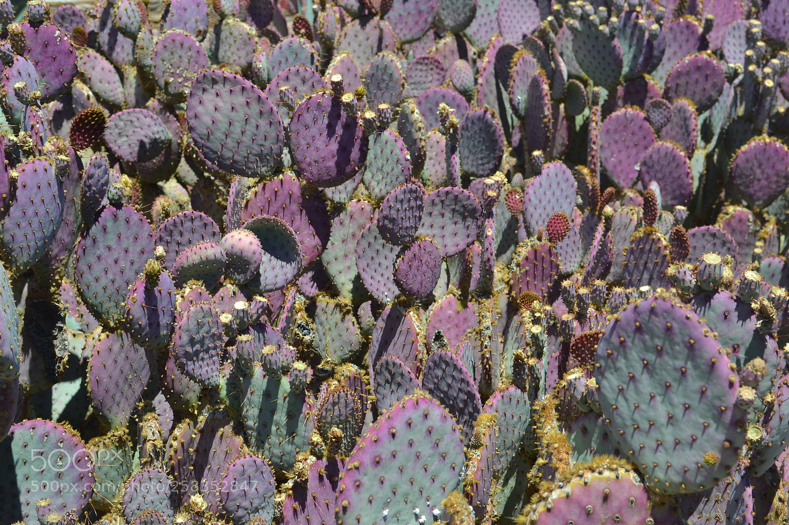 Nikon D3100 sample photo. Cacti photography