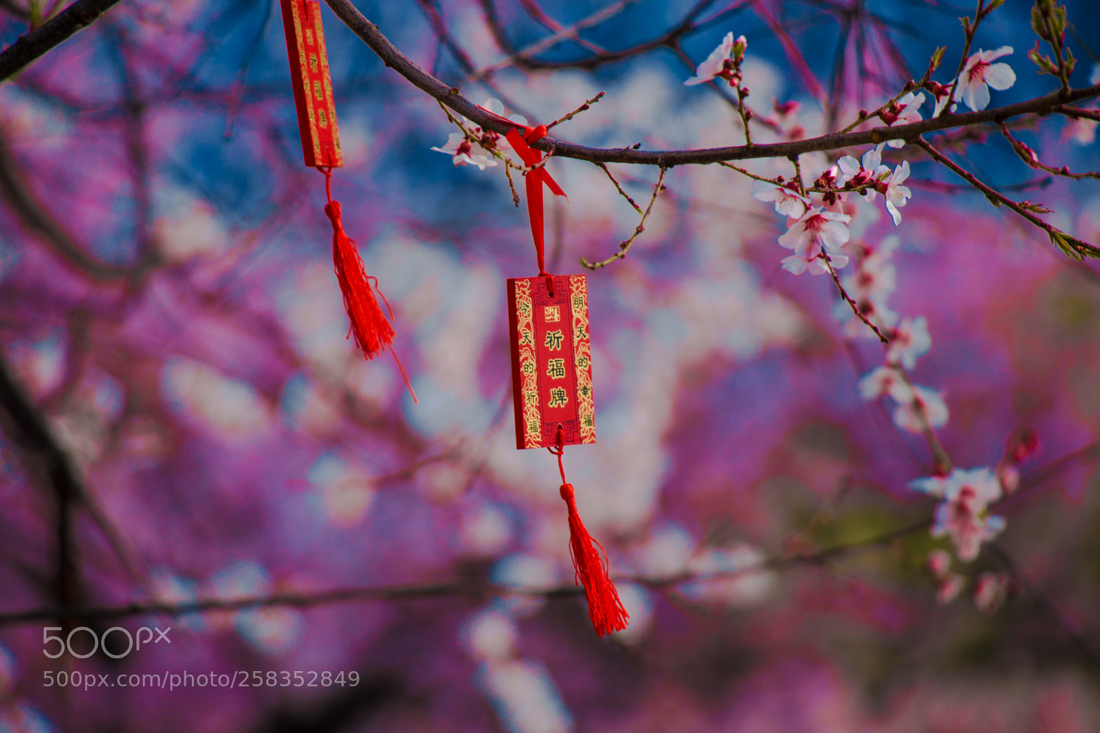 Canon EOS 6D sample photo. 心愿 photography