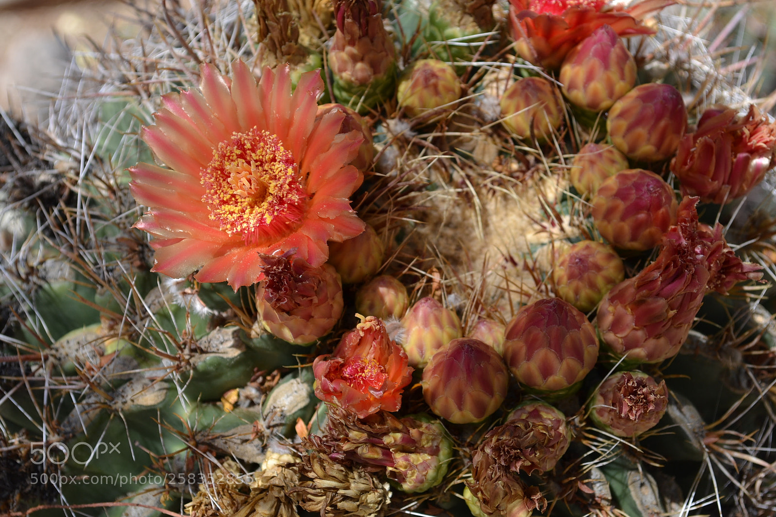 Nikon D3100 sample photo. Cacti photography