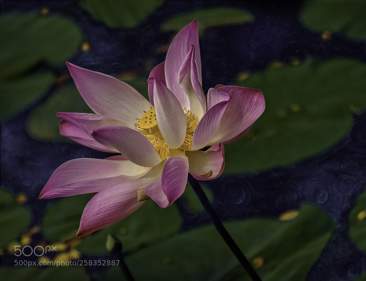 Fujifilm X-T2 sample photo. Colorful waterlily in bali photography