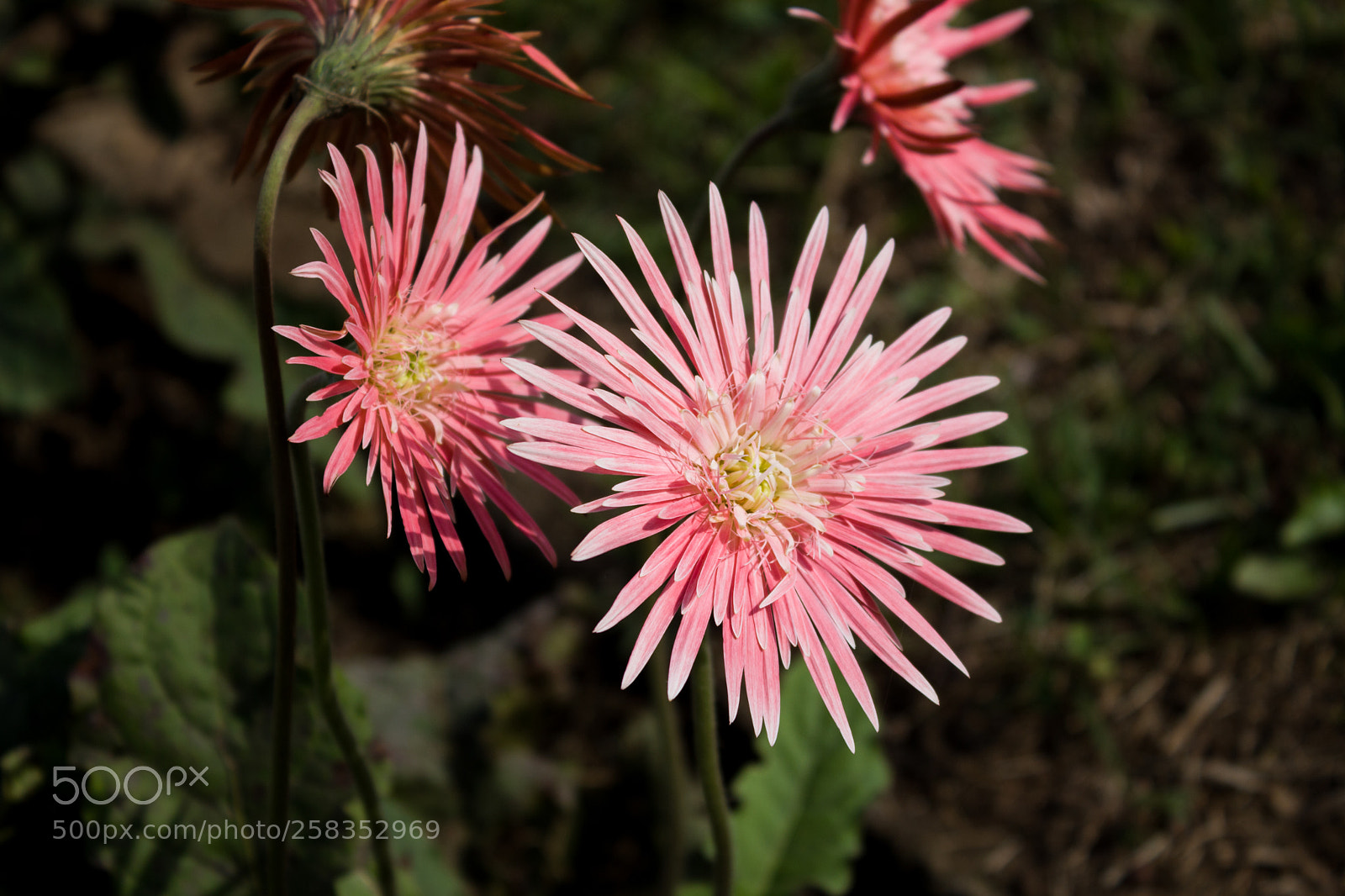 Canon EOS 100D (EOS Rebel SL1 / EOS Kiss X7) sample photo. Flower photography