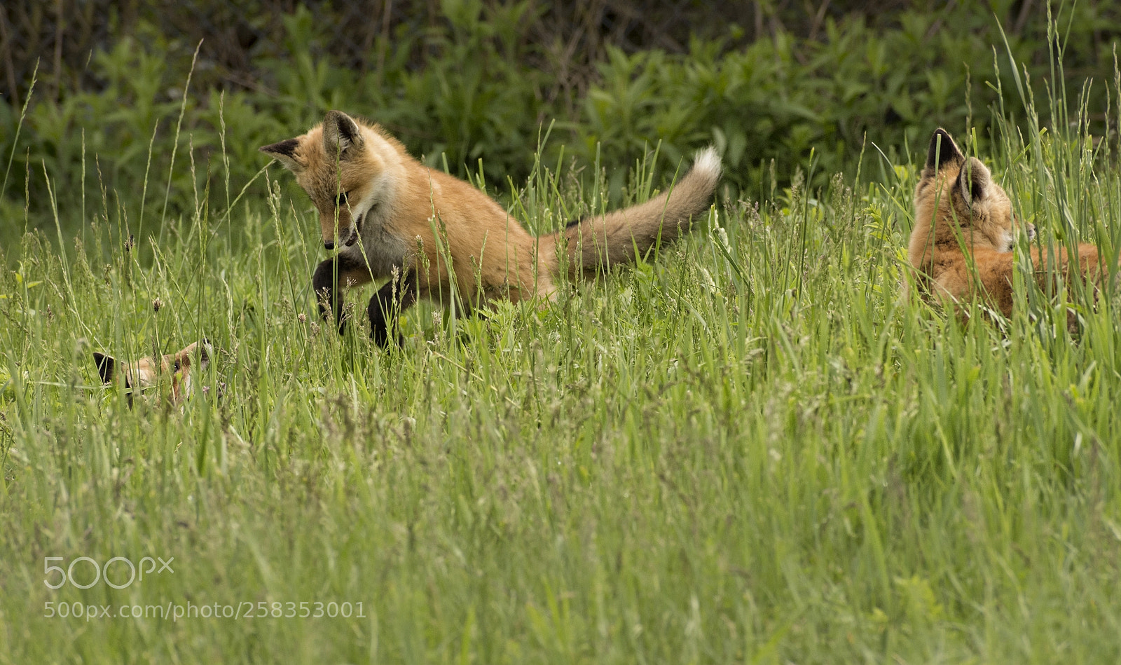 Nikon D7200 sample photo. Red foxes photography