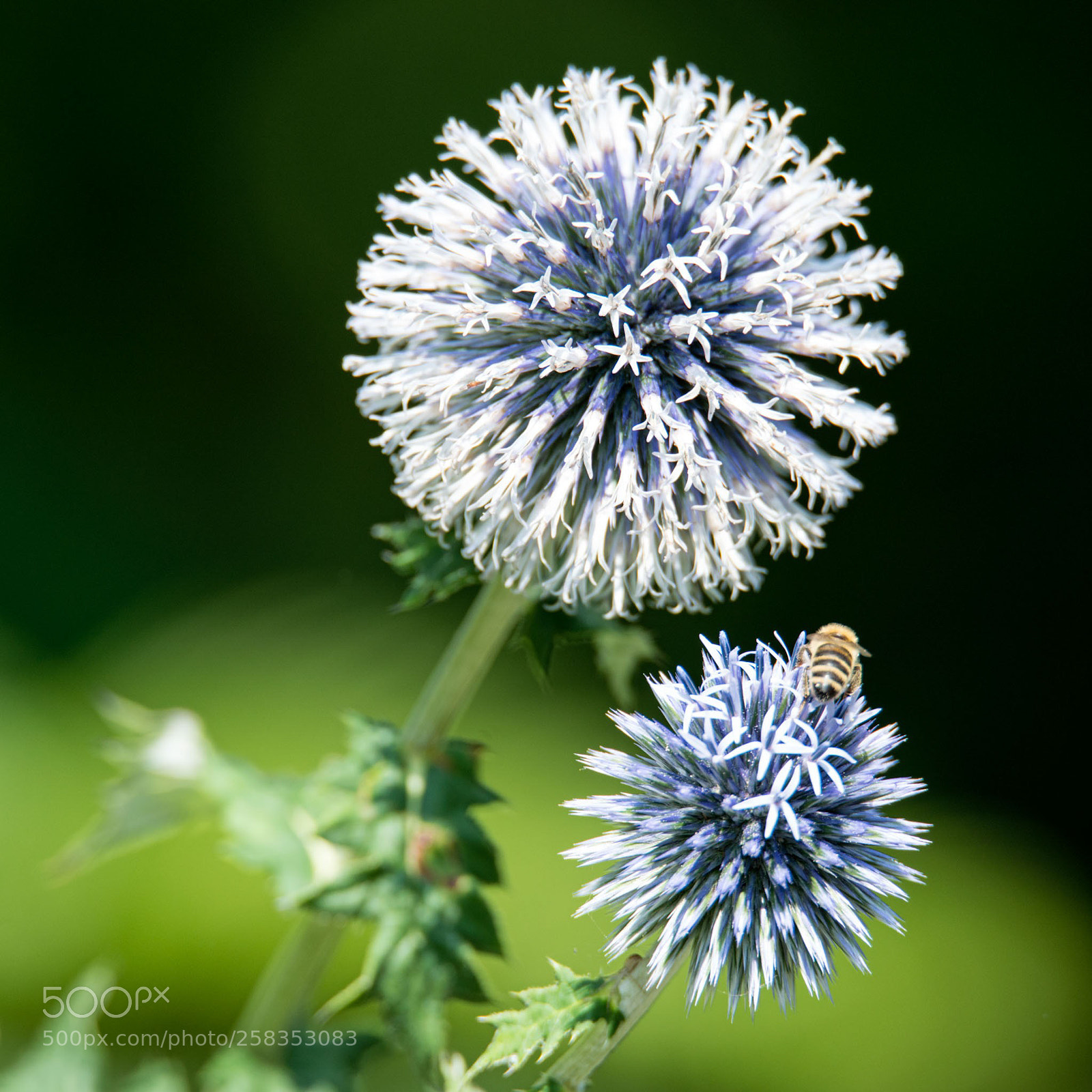 Nikon D800 sample photo. Bee balls photography