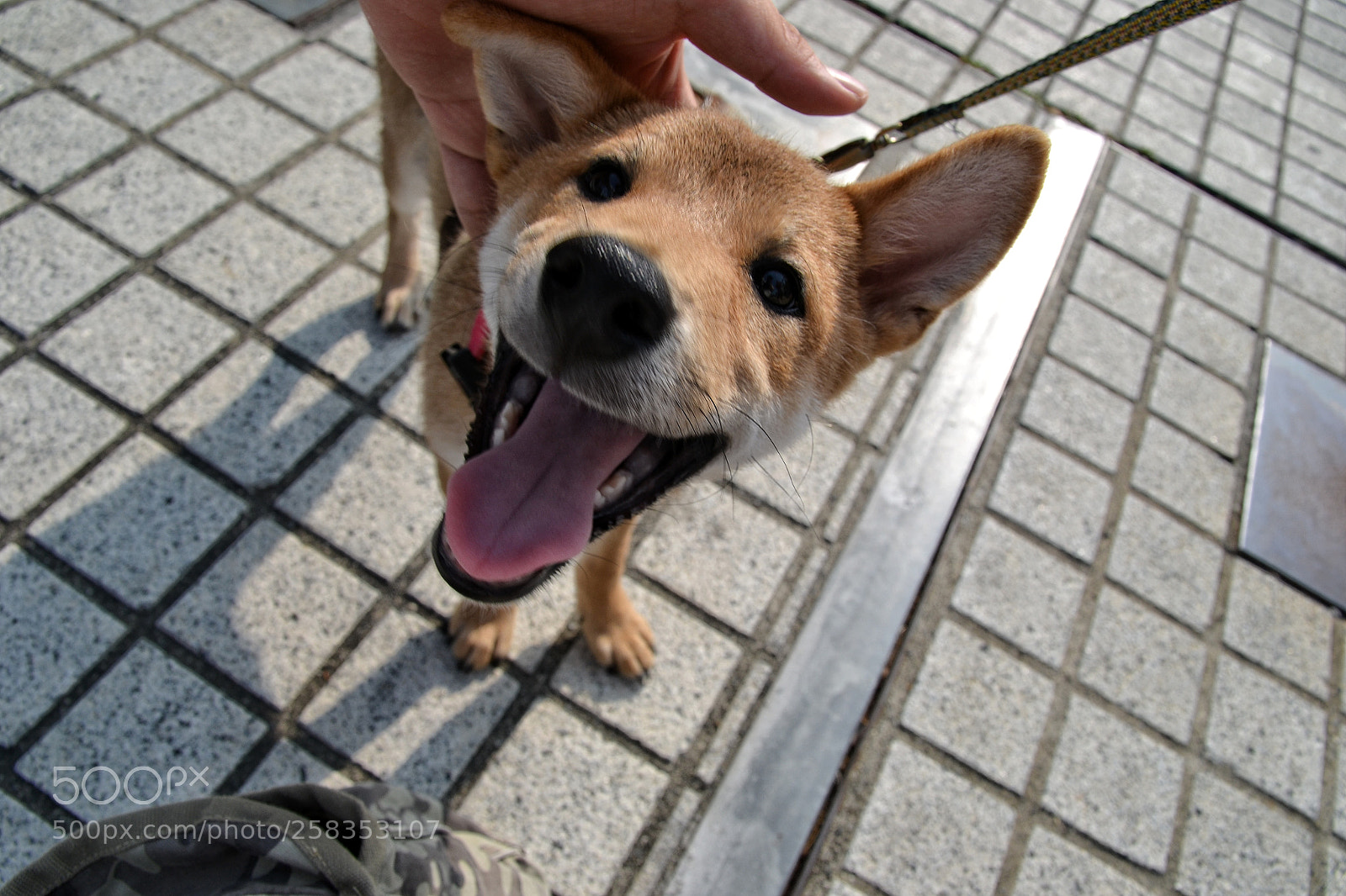 Nikon D3100 sample photo. Untitled photography