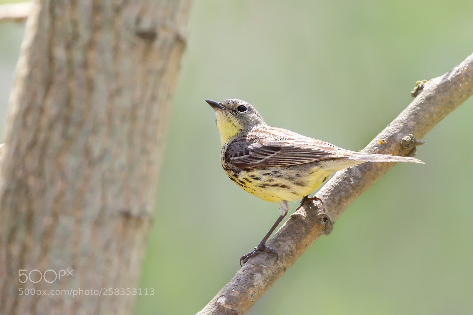 Nikon D7200 sample photo. Kirtland's warbler photography