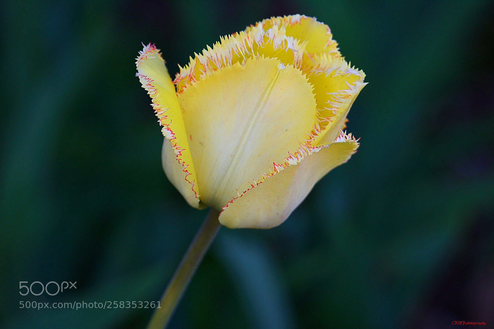 Nikon D7200 sample photo. Flor amarilla photography