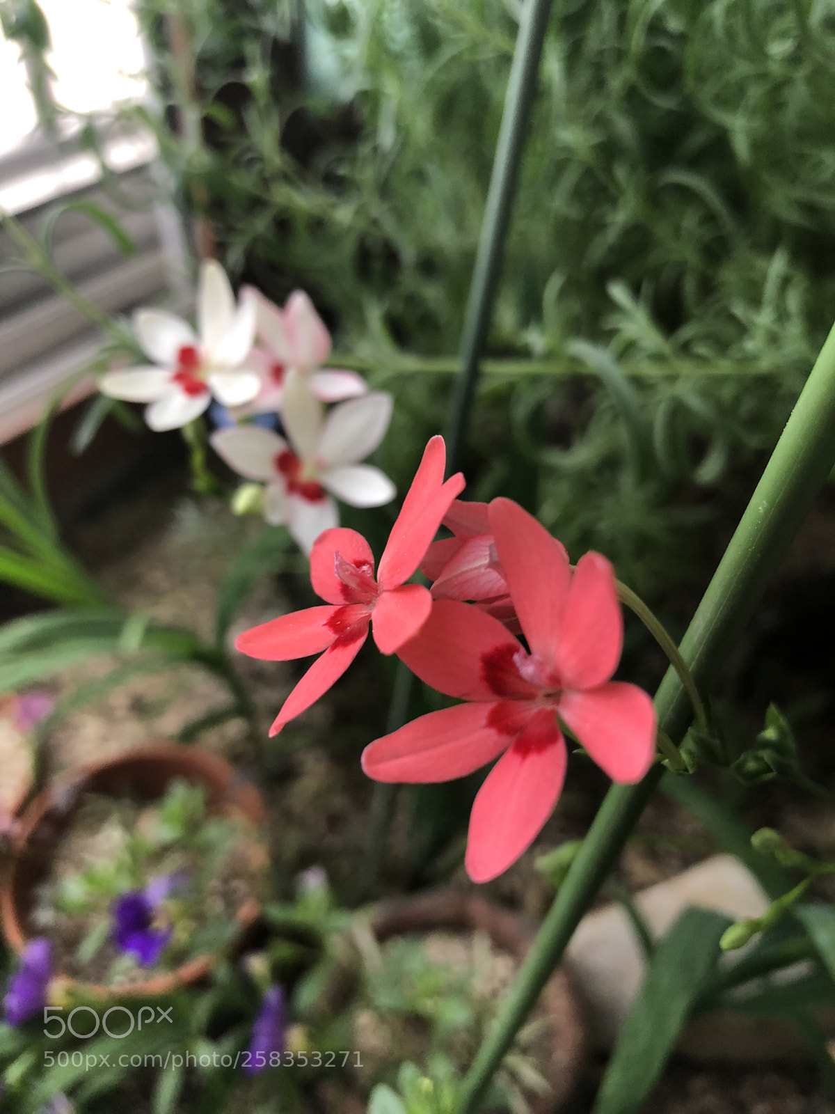 Apple iPhone 8 Plus sample photo. White and pink crocosmia.  photography