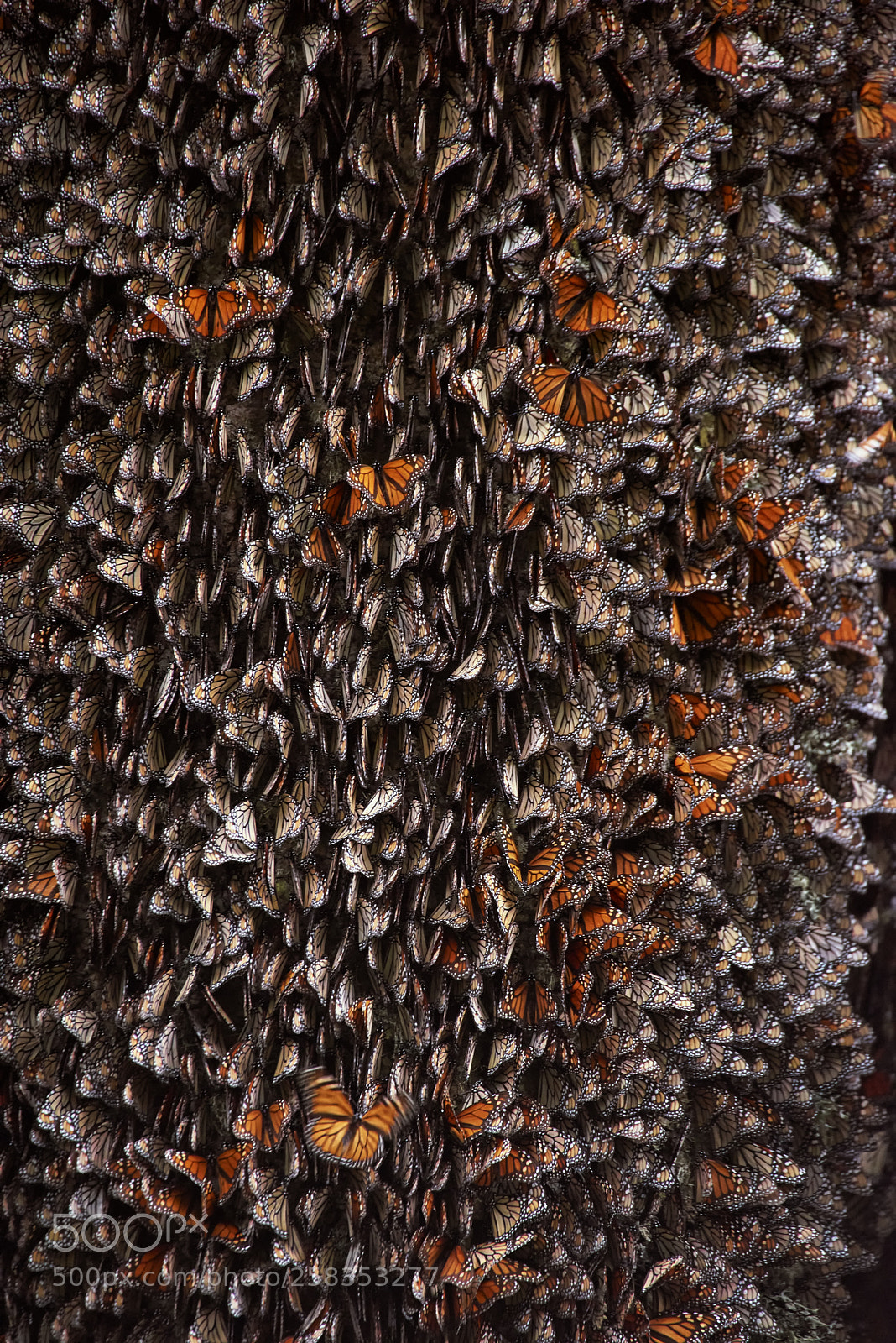 Nikon D810 sample photo. Mariposas monarca durante su photography