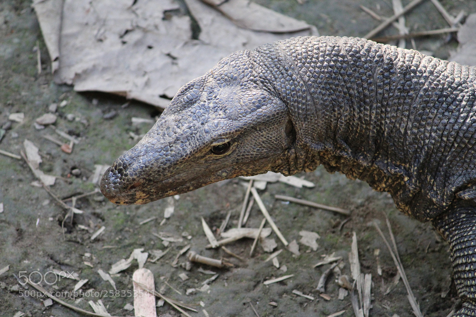 Canon EF-S 55-250mm F4-5.6 IS II sample photo. Wild comodo dragon photography