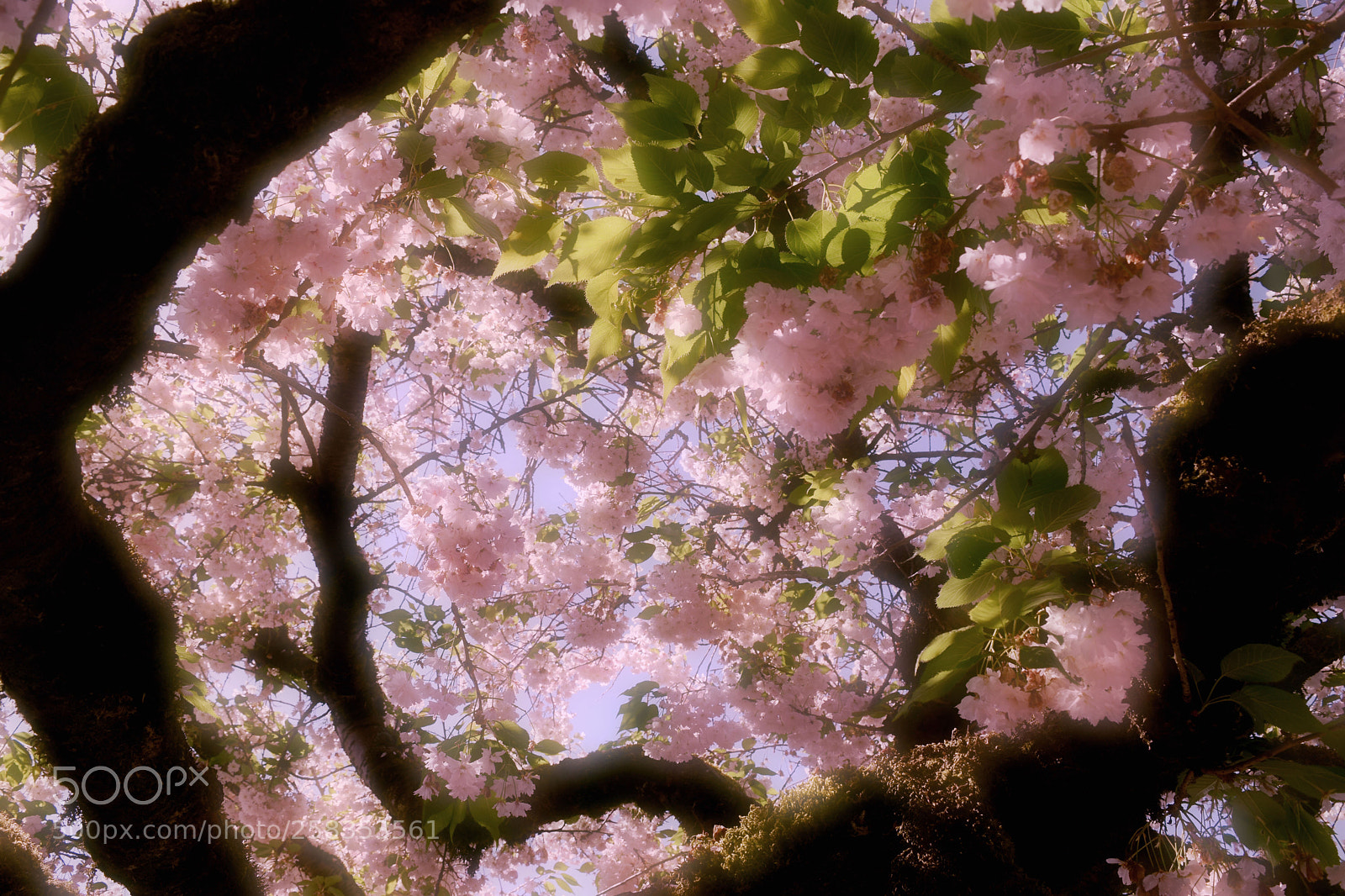 Nikon D3300 sample photo. Explosion of pink photography