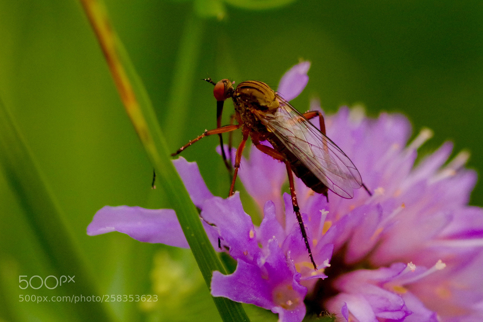 Pentax K-1 sample photo. Bug on pollen tour photography