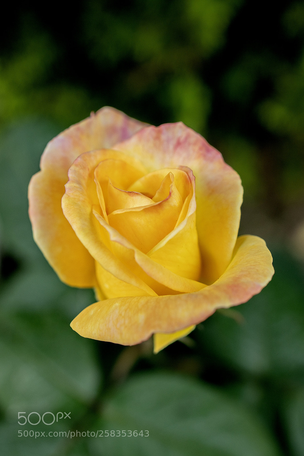 Sony a7R III sample photo. Dsc photography