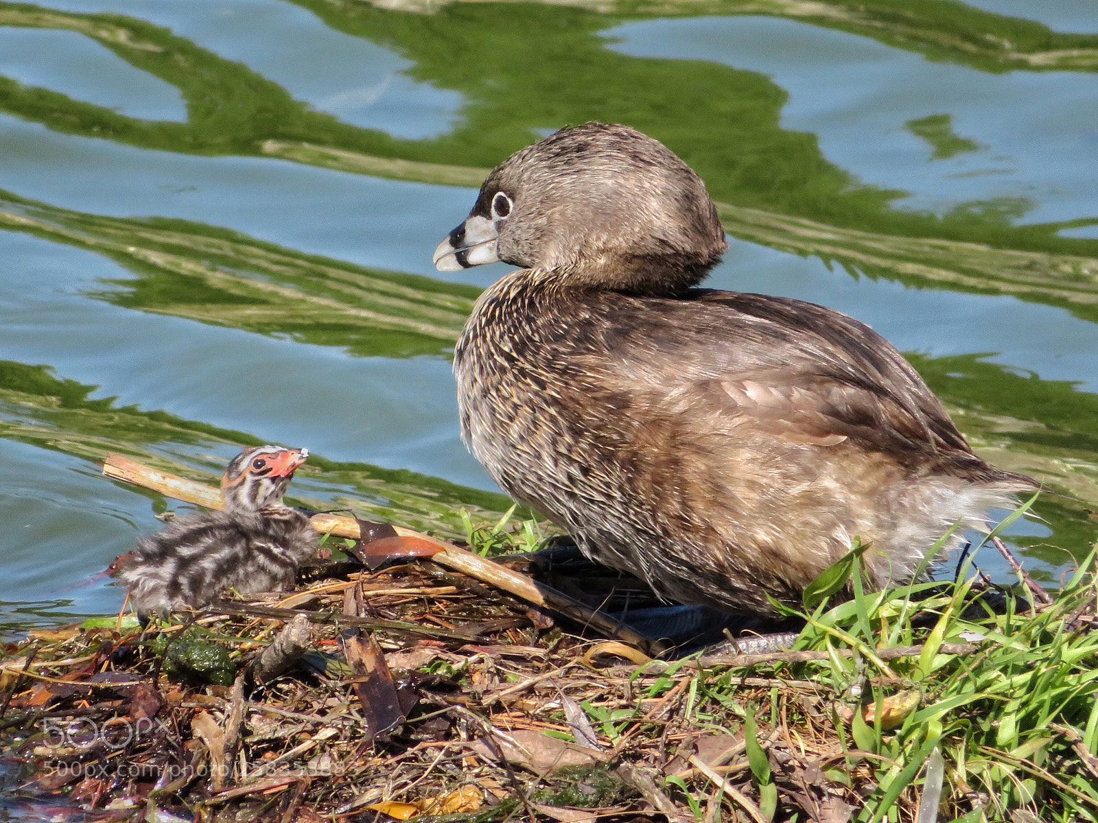 Canon PowerShot SX720 HS sample photo. Are you my mother? photography