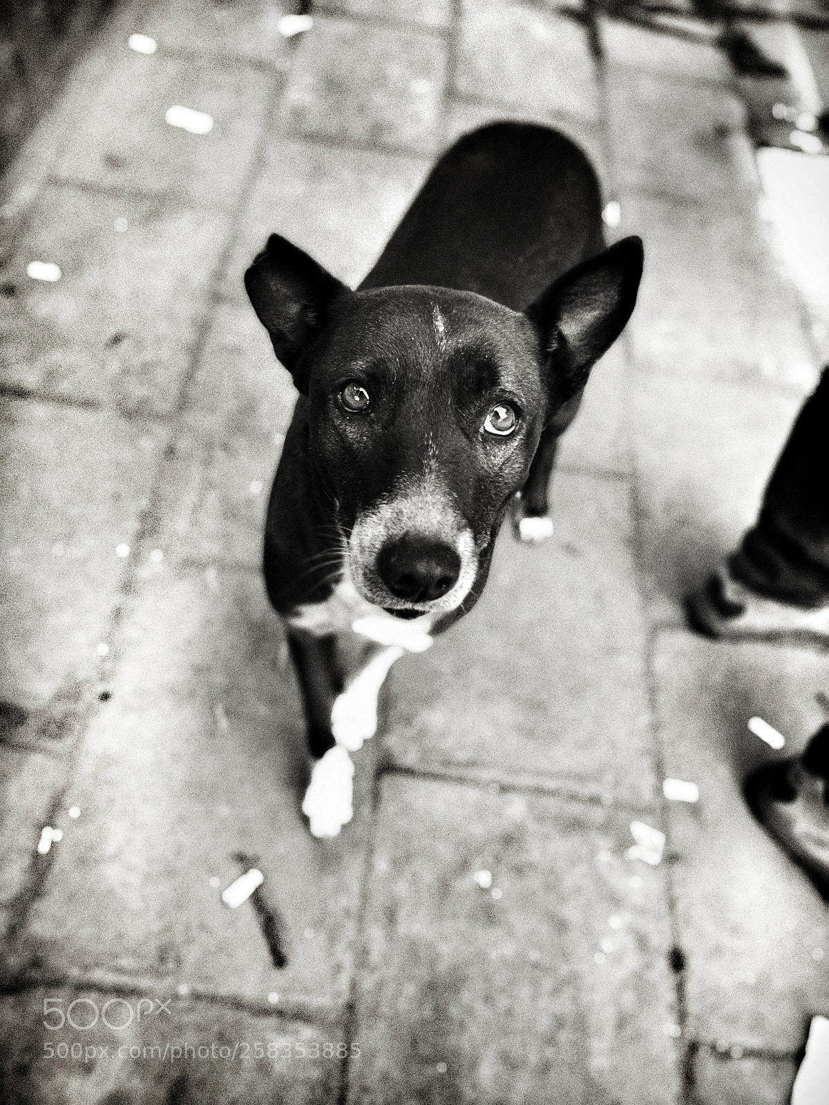 OnePlus 5T sample photo. A canine story photography