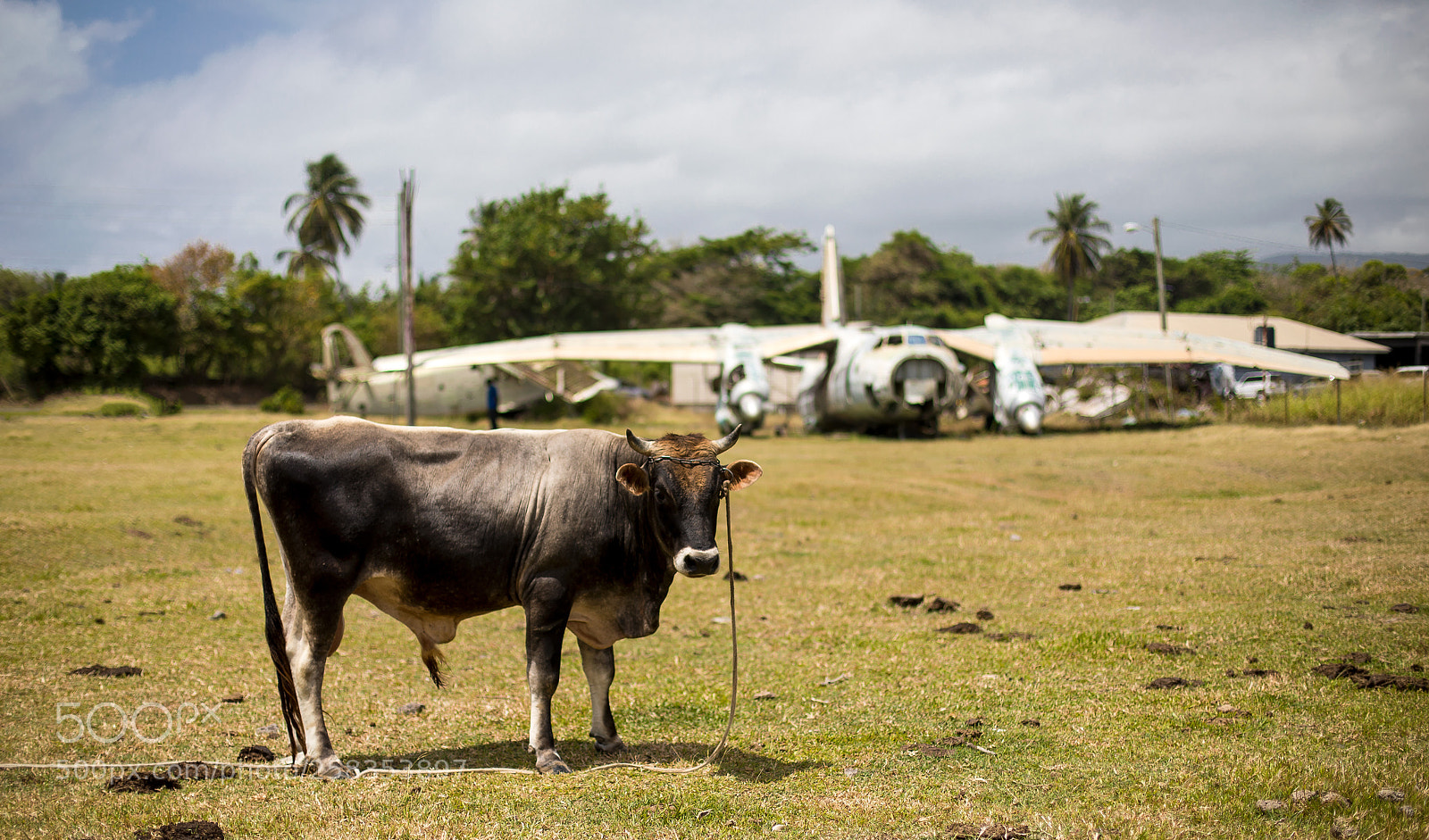 Canon EOS 5D Mark IV sample photo. Cow airlines photography