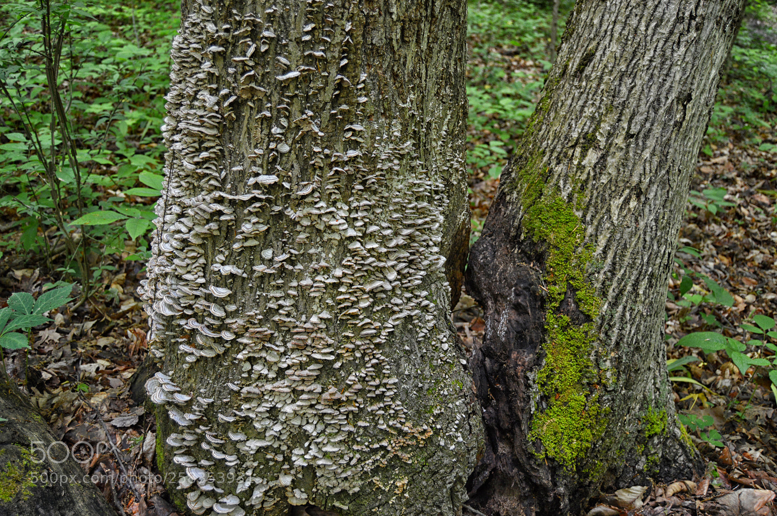 Nikon D3200 sample photo. Fungus moss photography