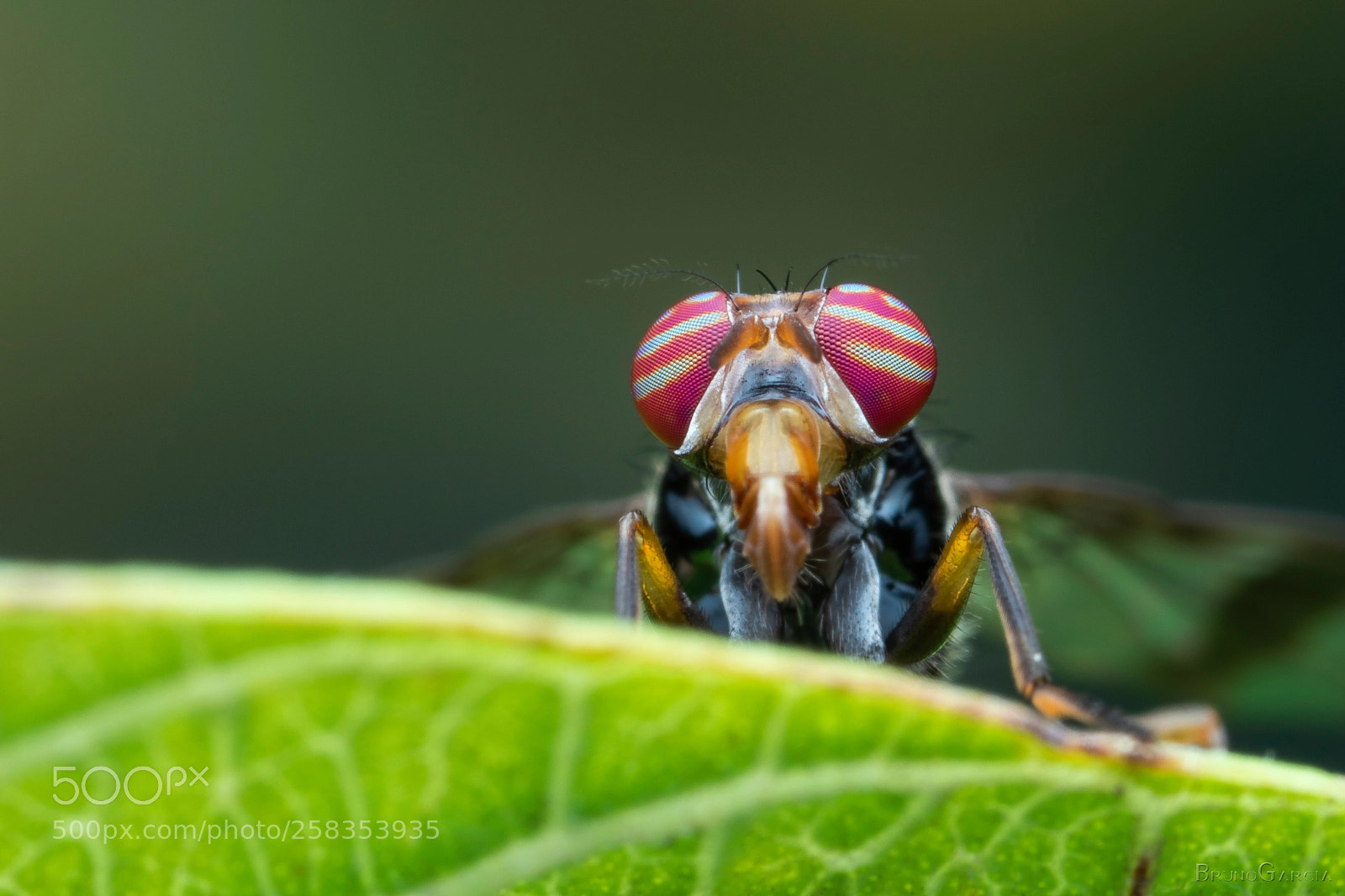 Canon EOS 80D sample photo. Richardia sp. photography