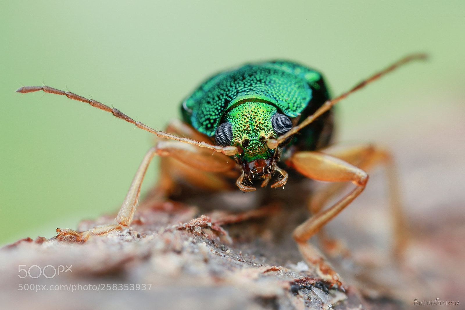 Canon EOS 6D sample photo. Colaspis sp. (chrysomelidae: eumolpinae) photography