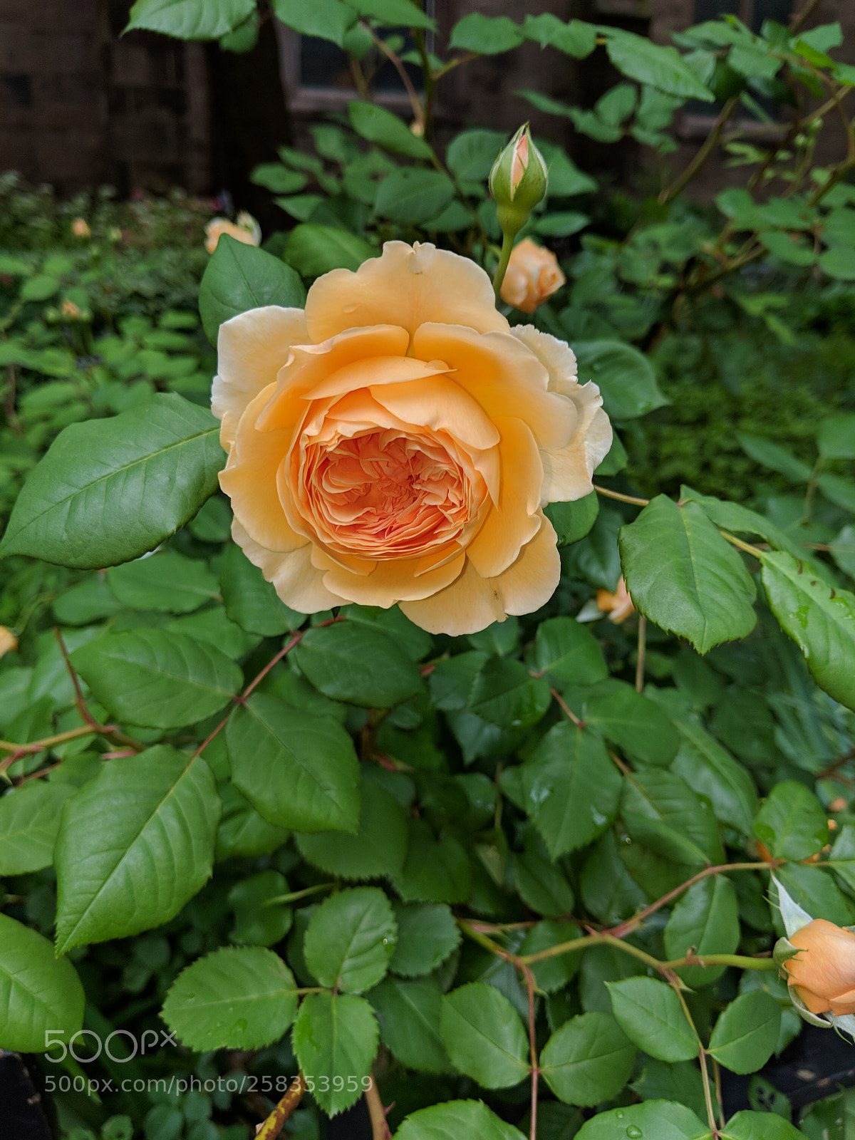 Google Pixel 2 XL sample photo. Yellow photography