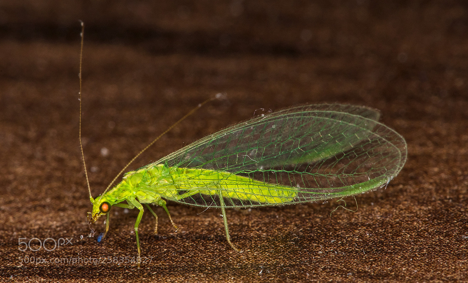 Canon EOS 5D Mark IV sample photo. Mean & green photography