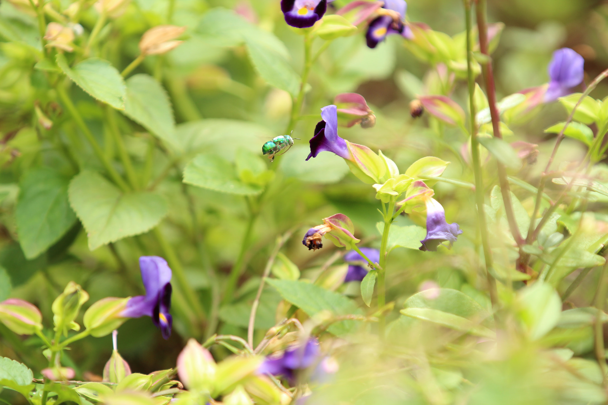 Canon EOS 1300D (EOS Rebel T6 / EOS Kiss X80) sample photo. Giant green bee picking nectar photography