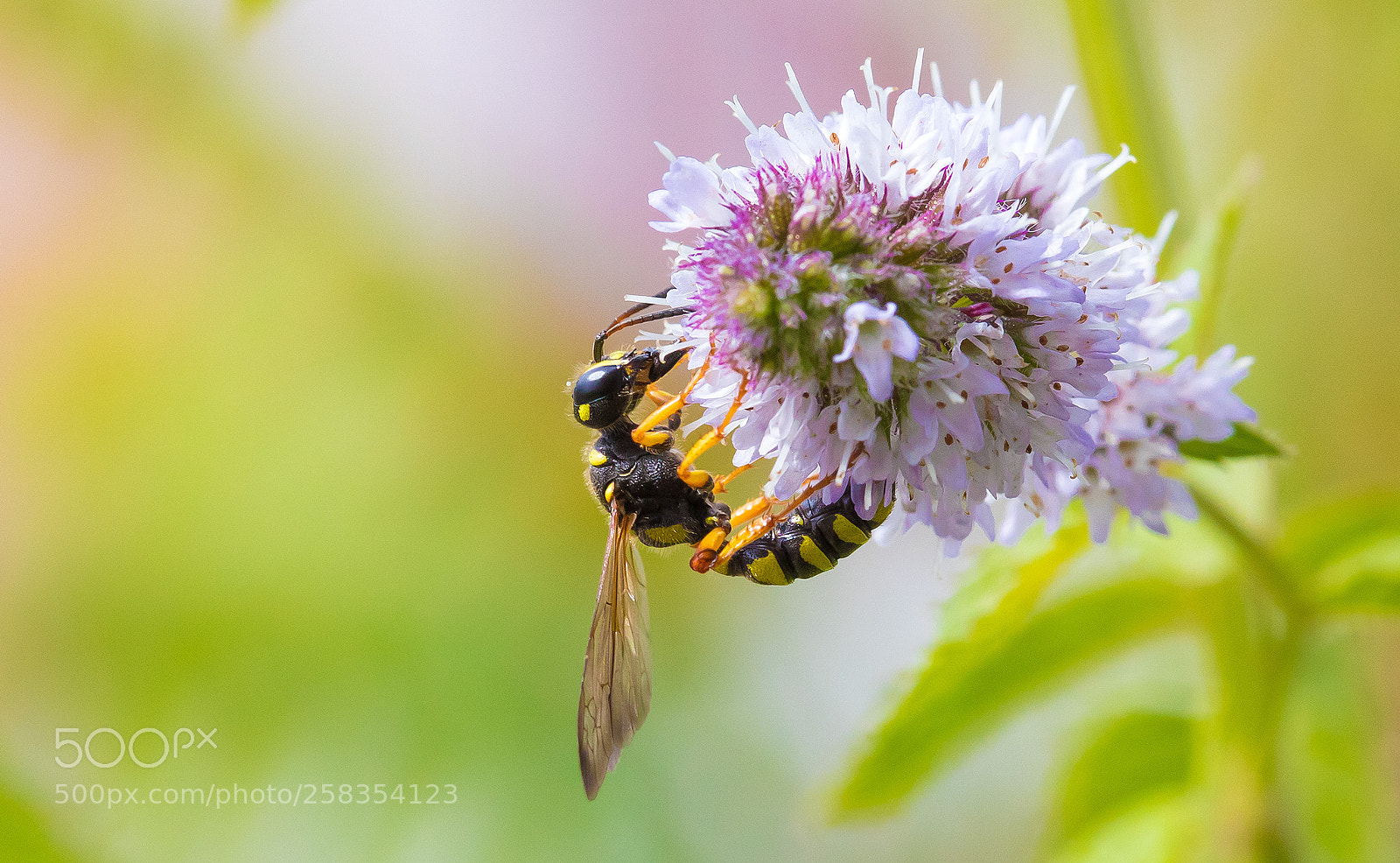 Canon EOS 5D Mark IV sample photo. Upside down photography