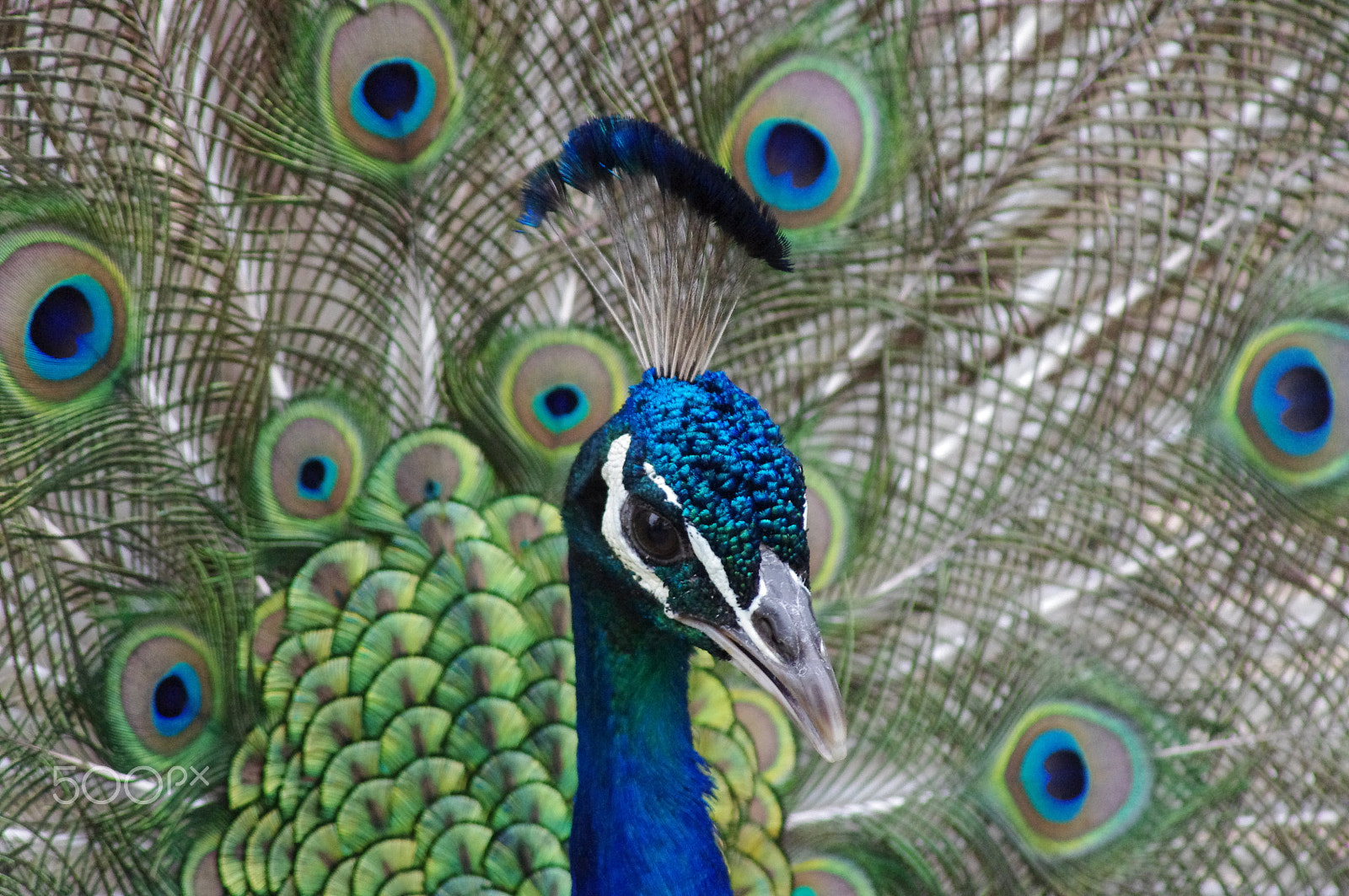 Pentax K-x + Tamron AF 70-300mm F4-5.6 LD Macro 1:2 sample photo. 'glitter chicken' photography