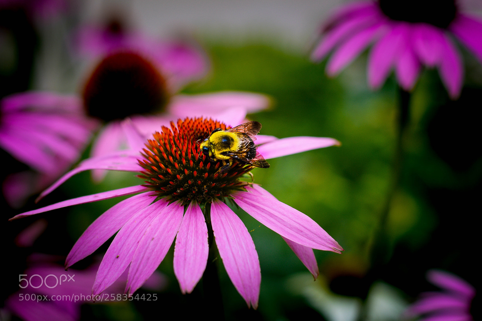 Nikon D3200 sample photo. Bee on flower photography