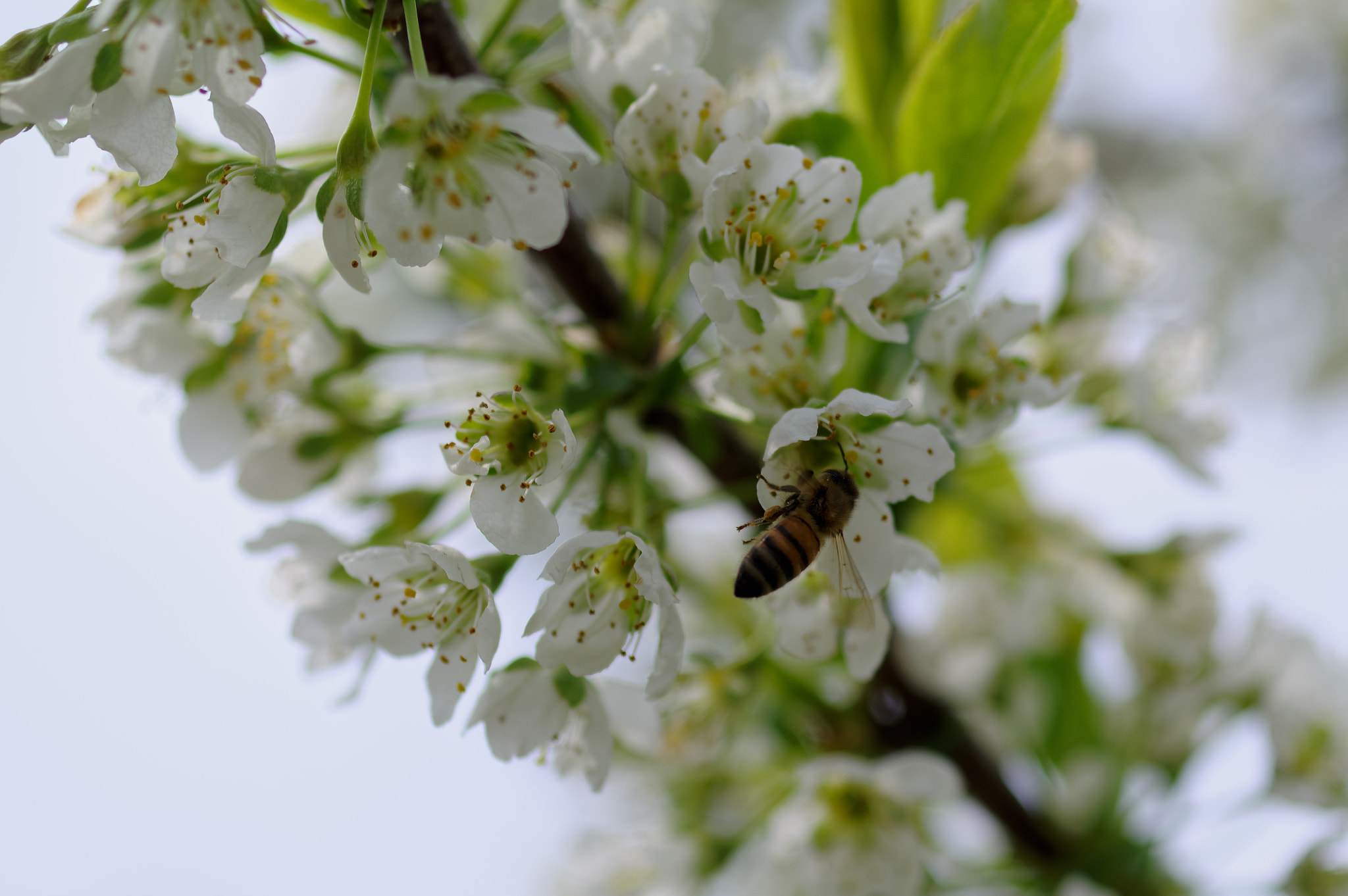 Pentax KP sample photo. Loaded bee on plum blossoms photography