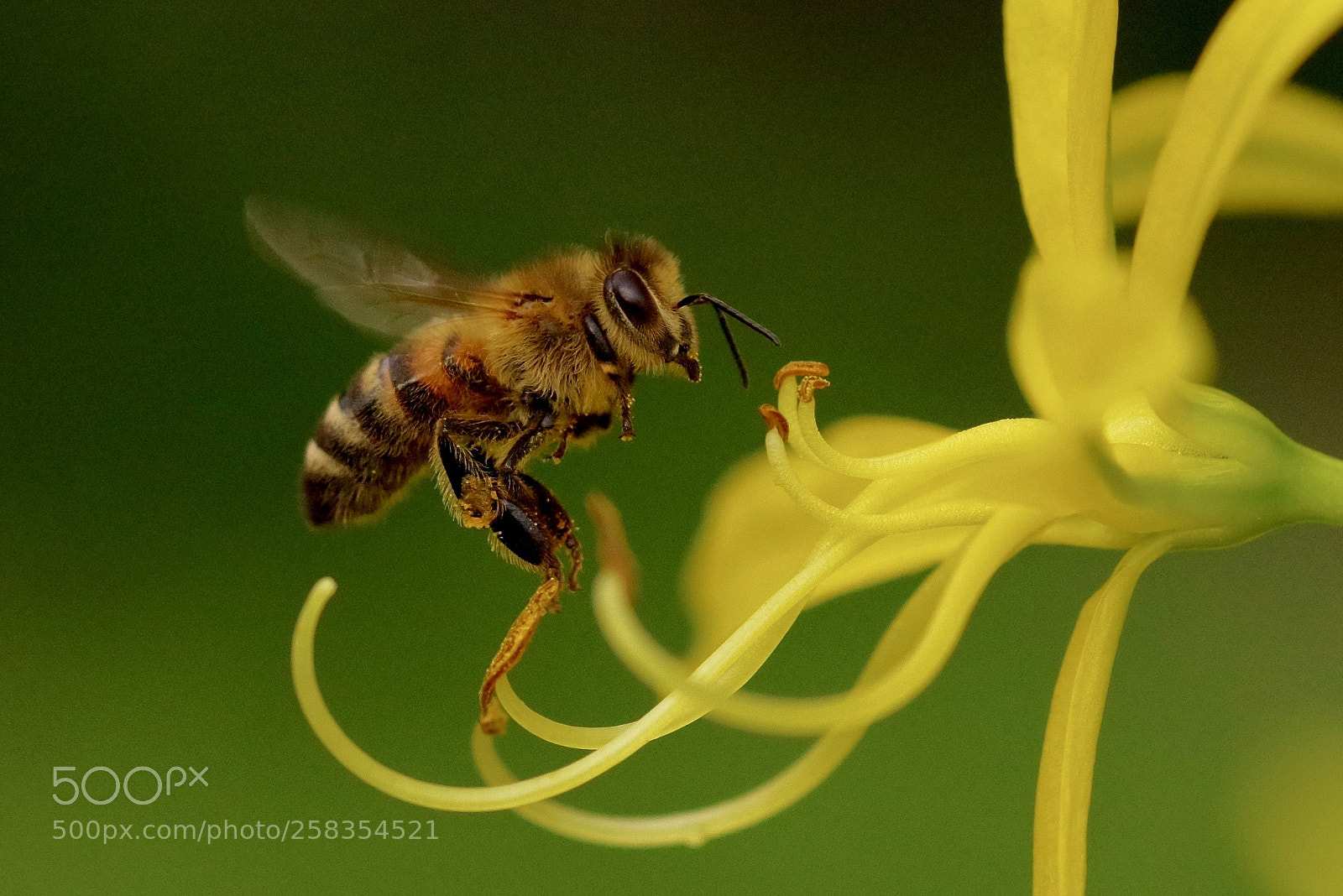 Pentax K-1 sample photo. Bee at work photography