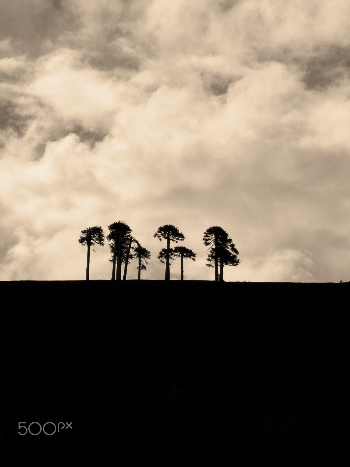 Kodak EasyShare Z990 (EasyShare Max) sample photo. Araucarias en parque nacional conguillio photography
