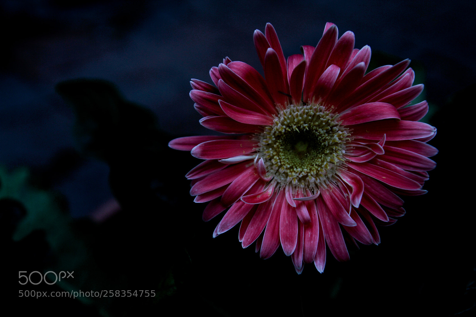 Canon EOS 7D sample photo. Dusky daisy photography