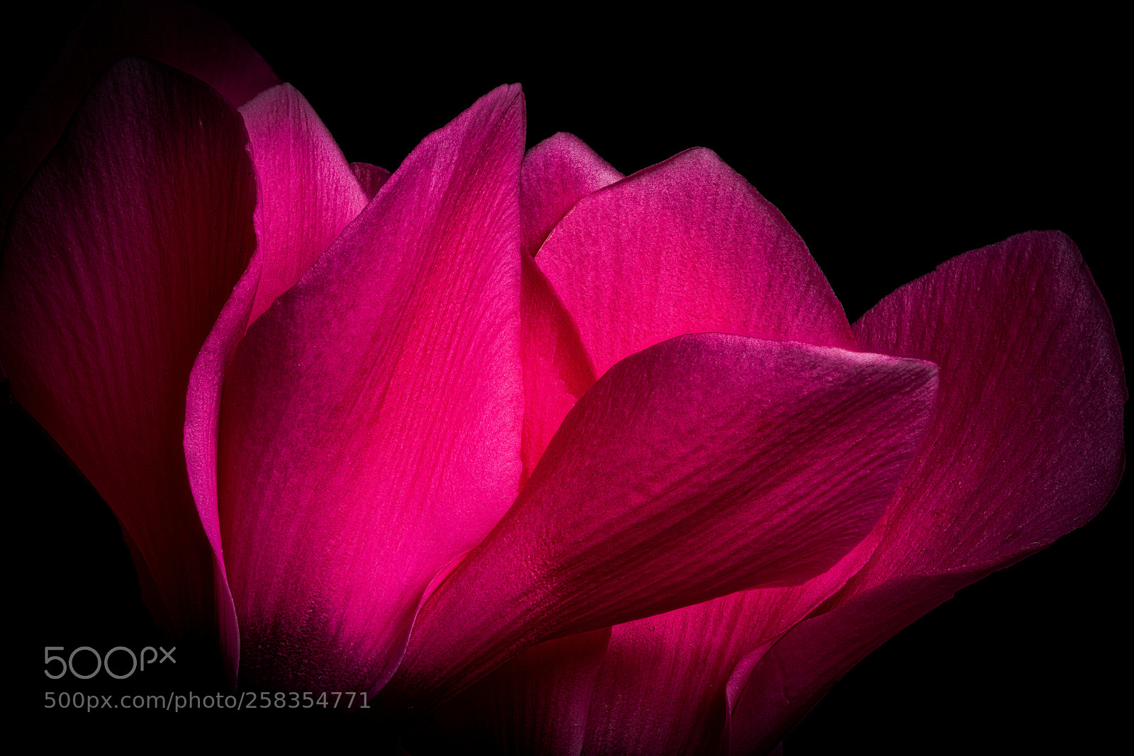Sony a7R III sample photo. Cyclamen photography