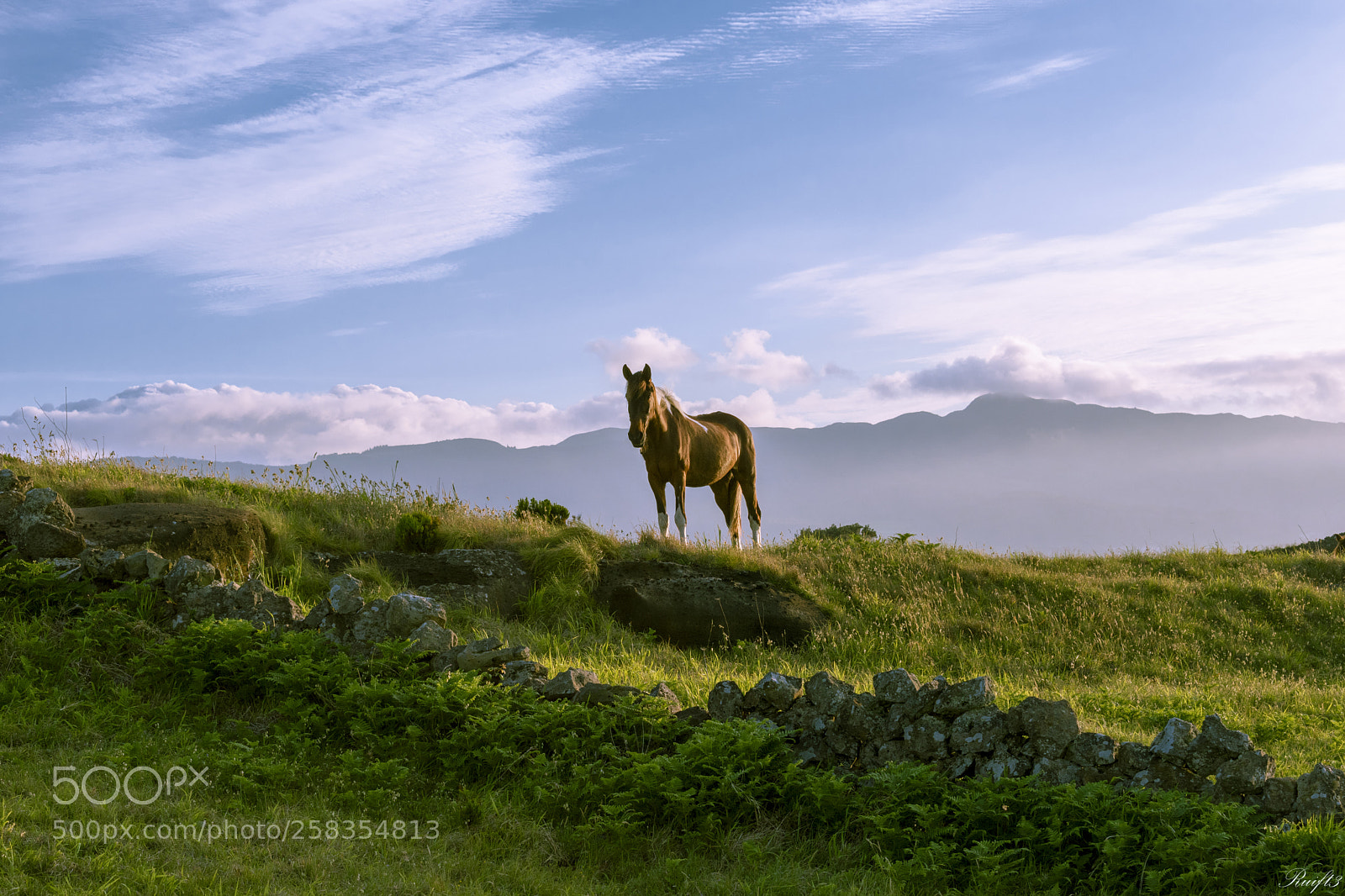 Nikon D5600 sample photo. A horse photography