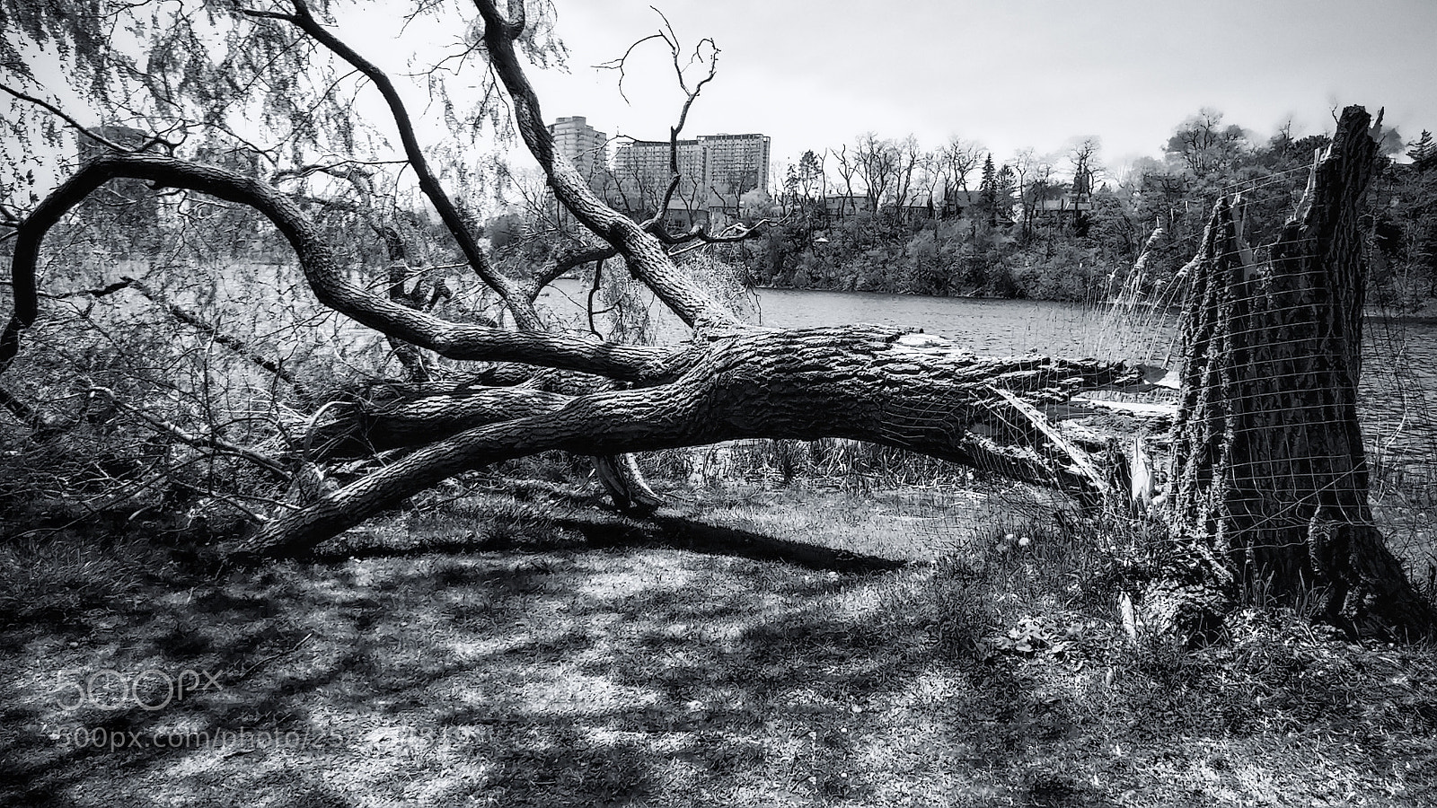 LG G5 sample photo. High park photography