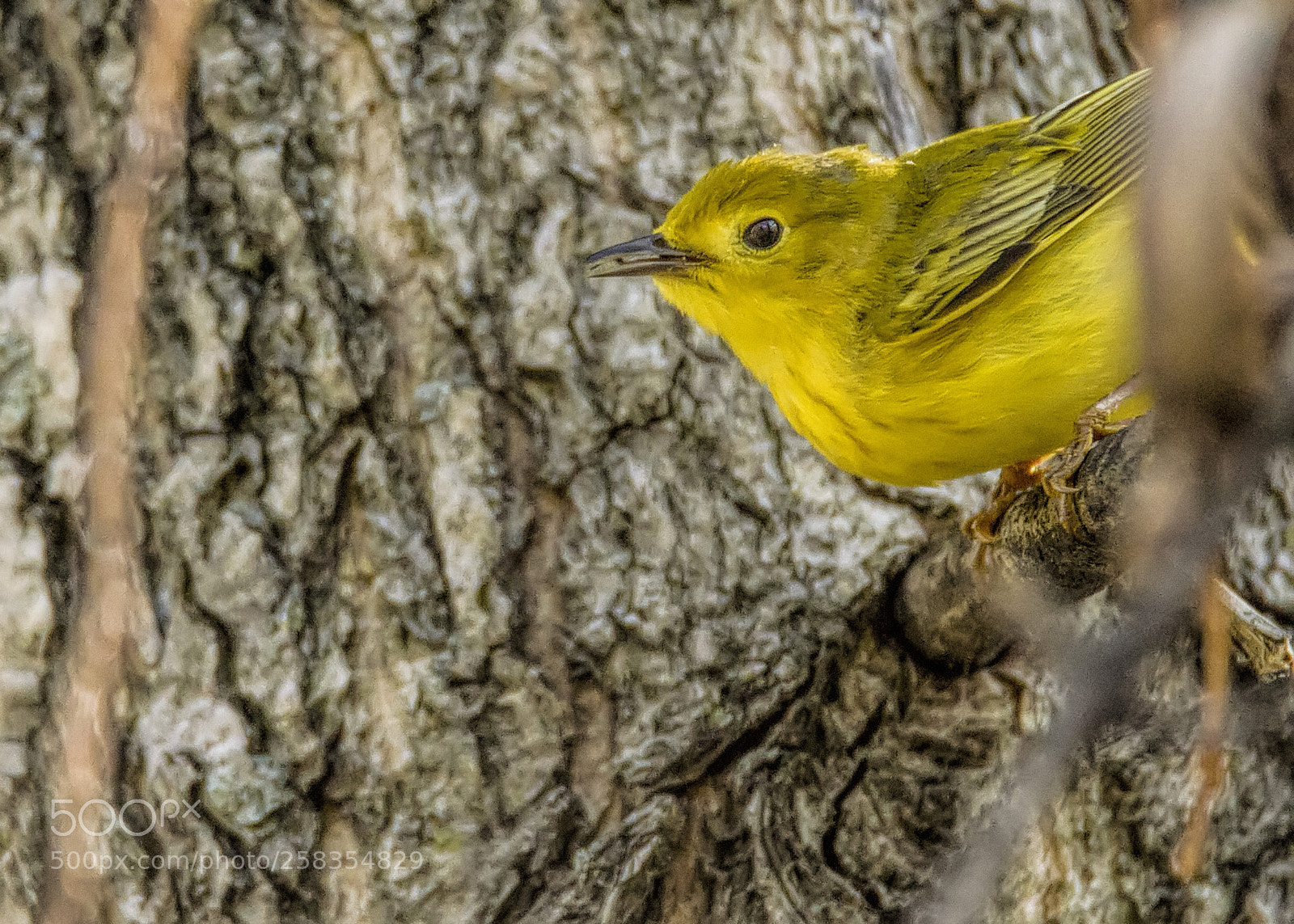 Nikon D7000 sample photo. Yellow warbler photography