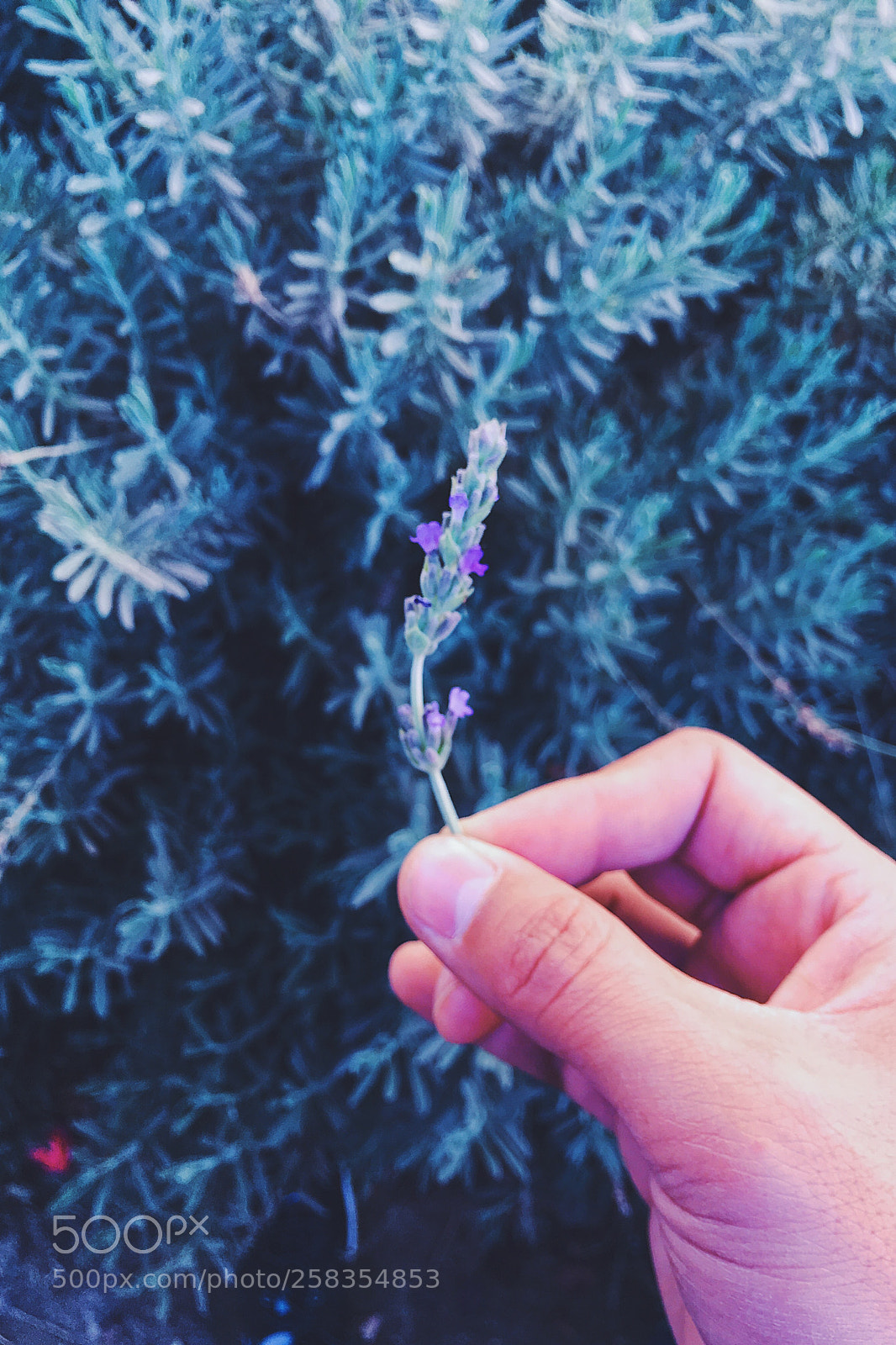 Apple iPhone SE sample photo. Lavanda photography