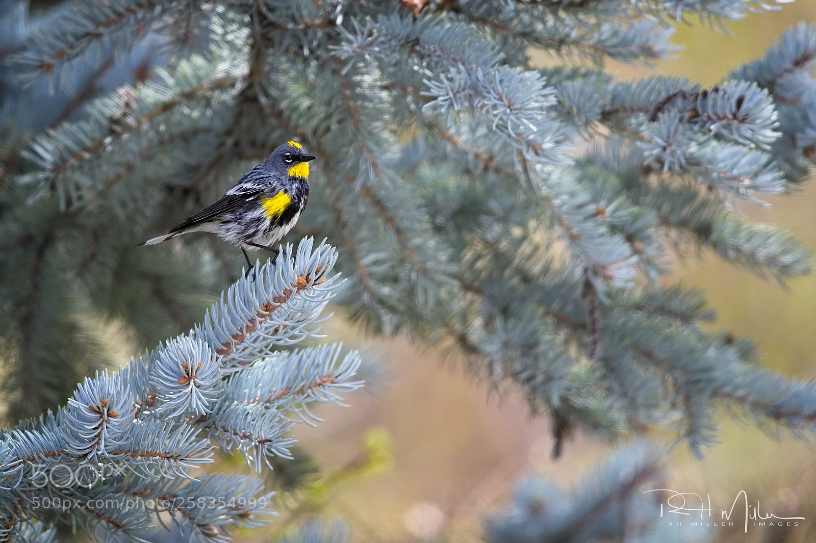 Canon EOS-1D X Mark II sample photo. Yellow-rumped warbler photography