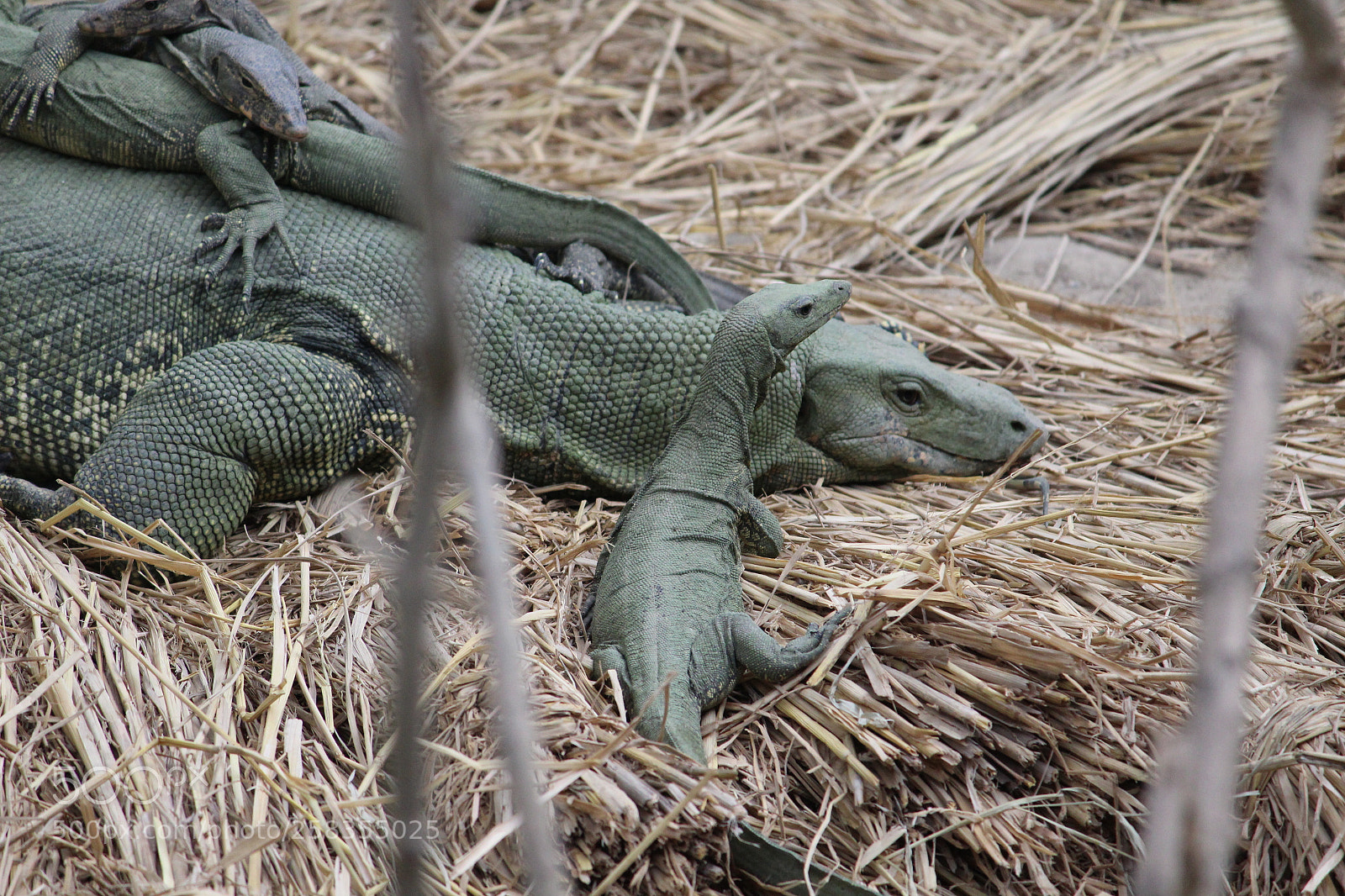 Canon EF-S 55-250mm F4-5.6 IS II sample photo. Green comodo dragon photography