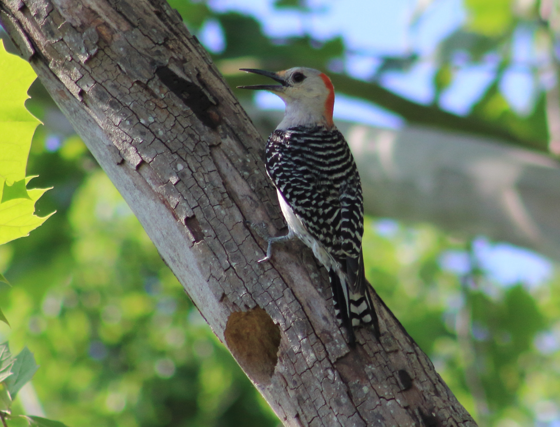 Canon EF 75-300mm f/4-5.6 sample photo. Red bellied woodpecker photography