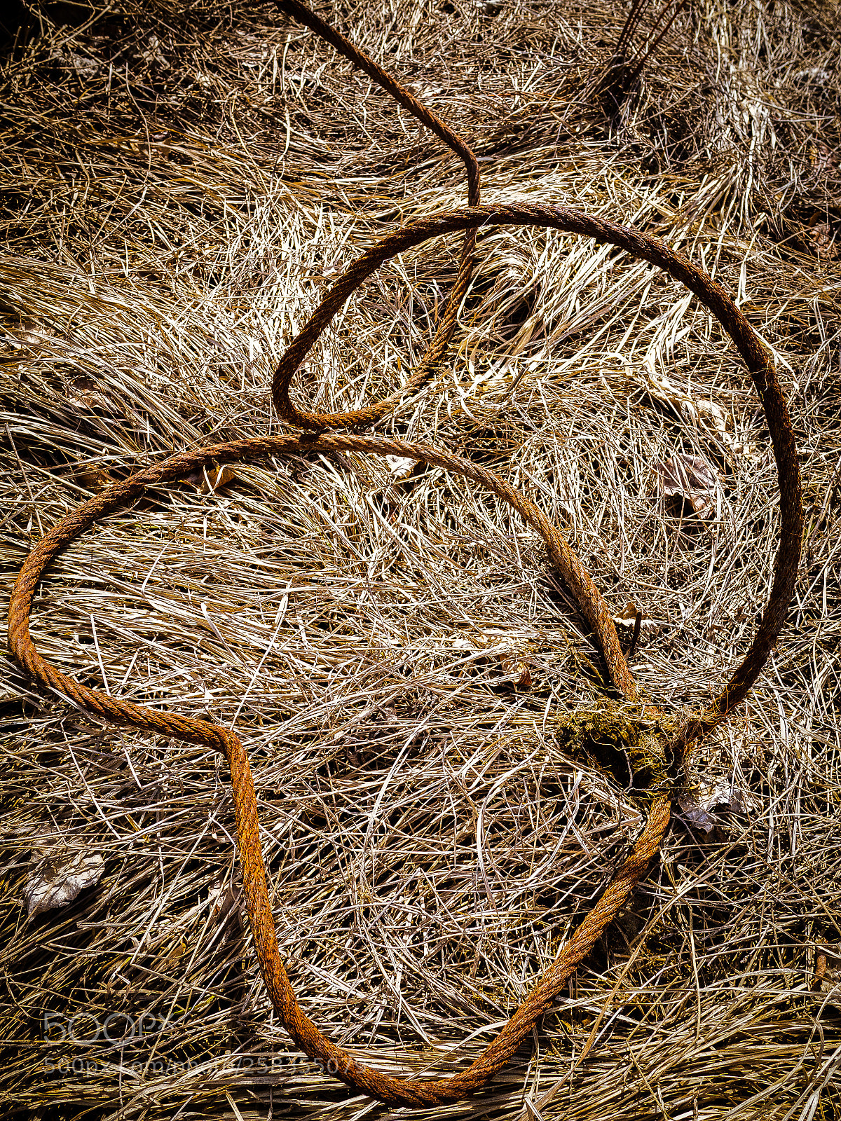 Olympus OM-D E-M10 II sample photo. Lasso wire photography