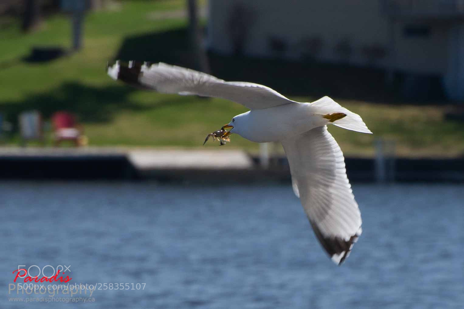 Nikon D600 sample photo. Seagull with a crayfish photography