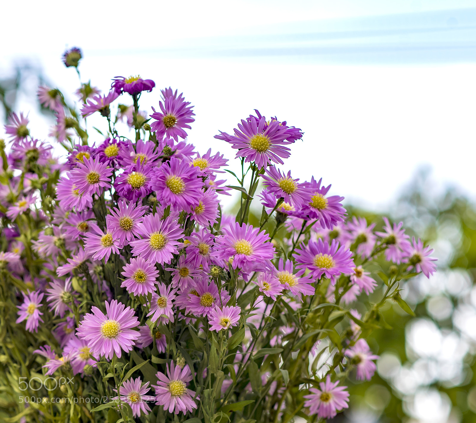 Nikon D750 sample photo. Flowers photography