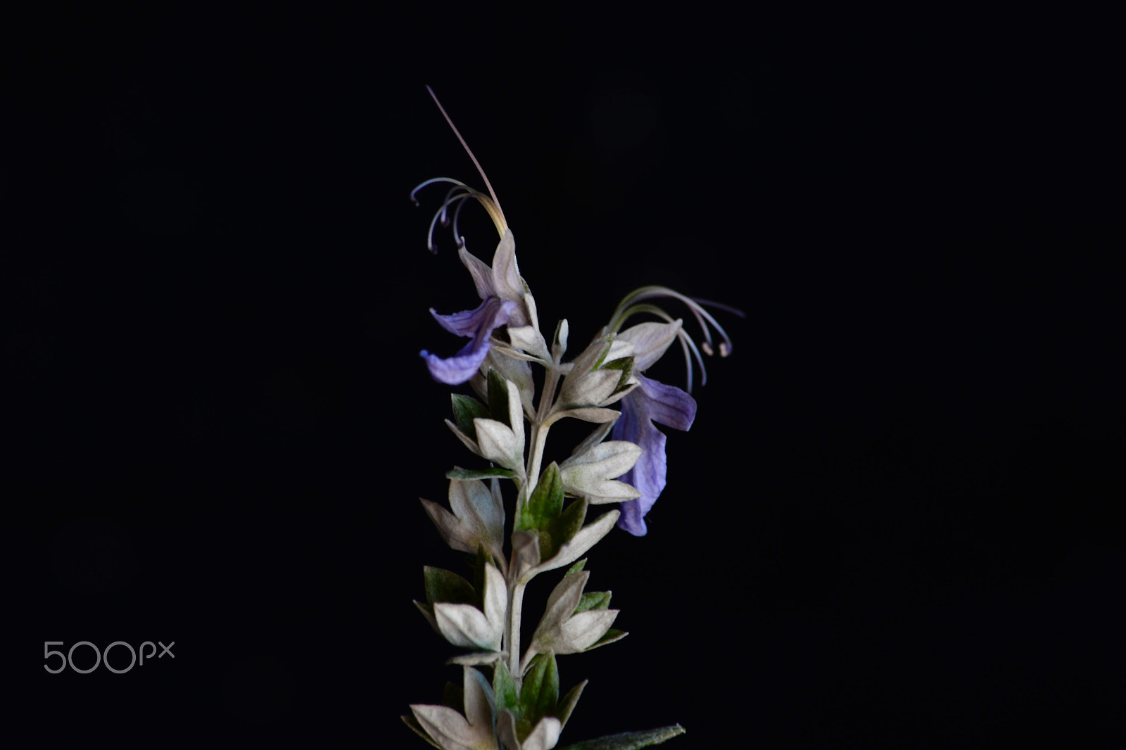 Nikon D610 sample photo. Delicada photography