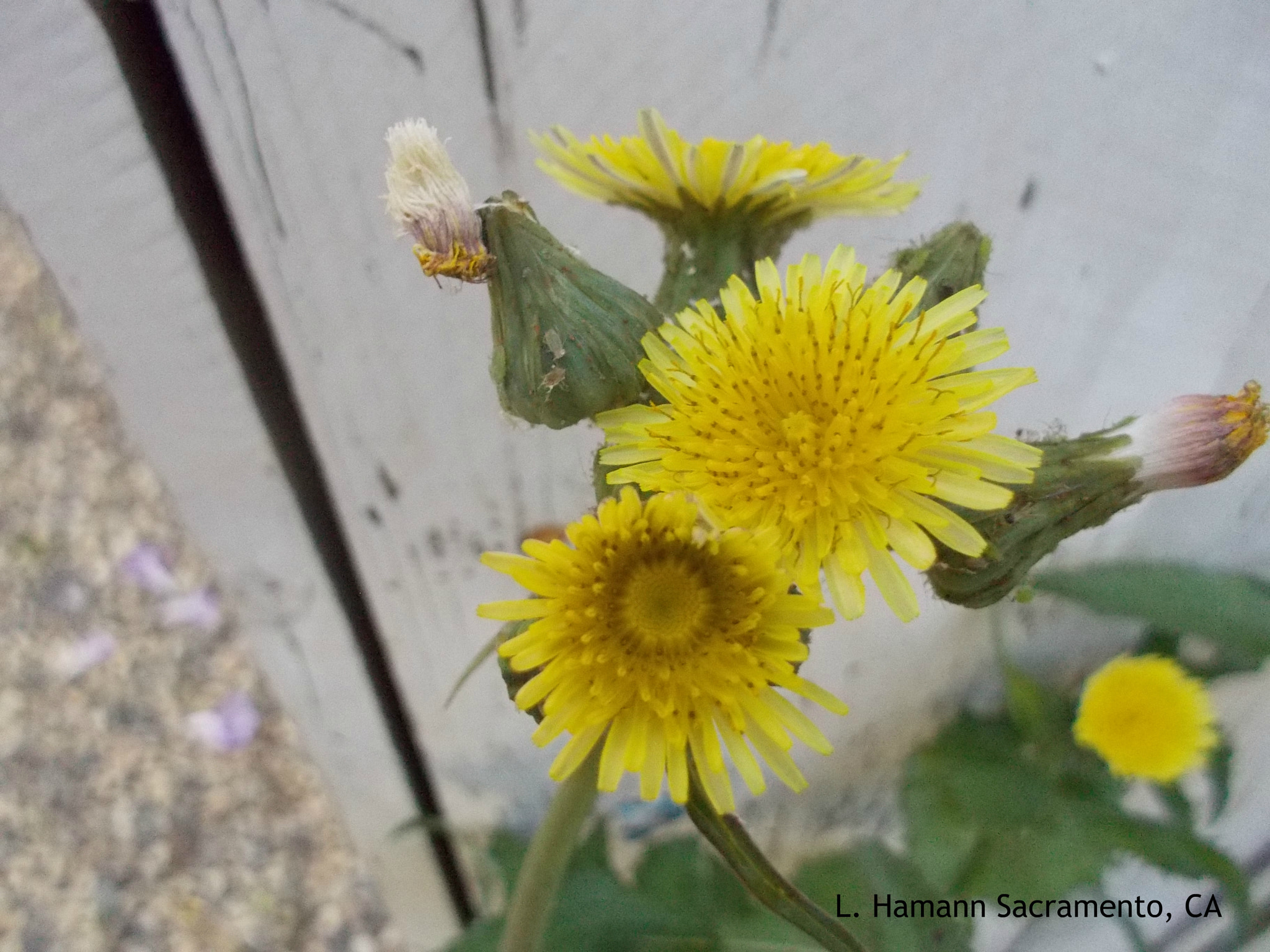 Nikon Coolpix S01 sample photo. Yellow weed sacramento photography