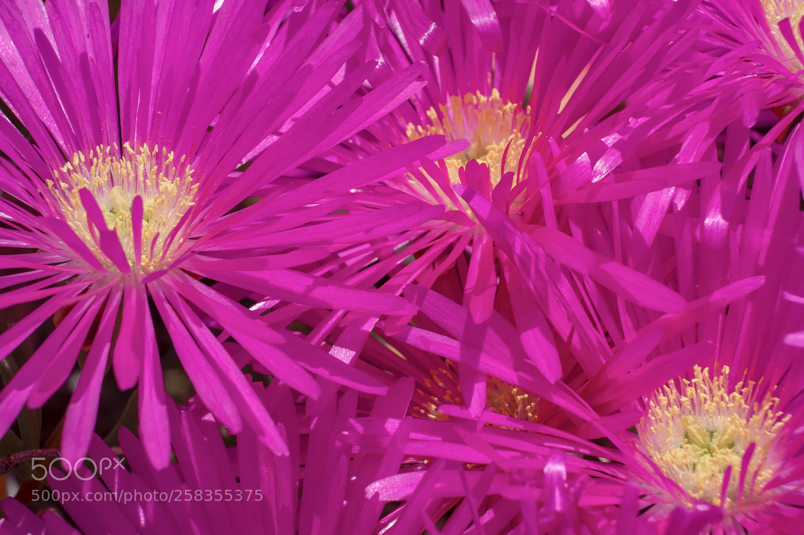 Fujifilm X-T2 sample photo. Pink petals photography